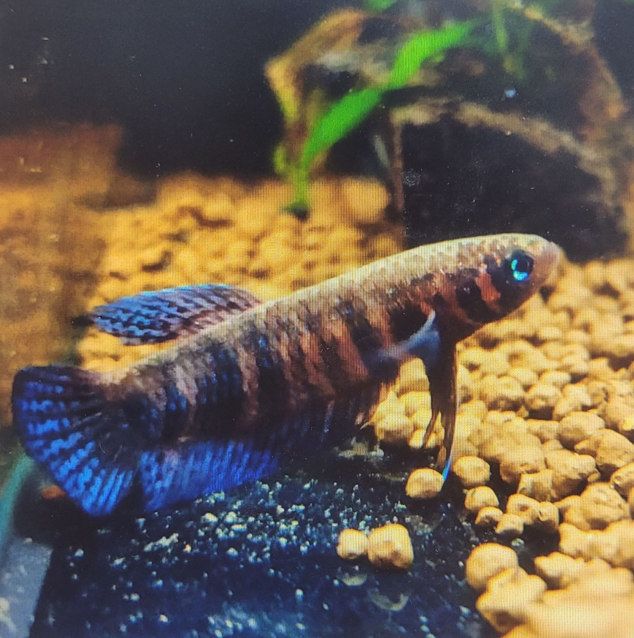Betta Hendra