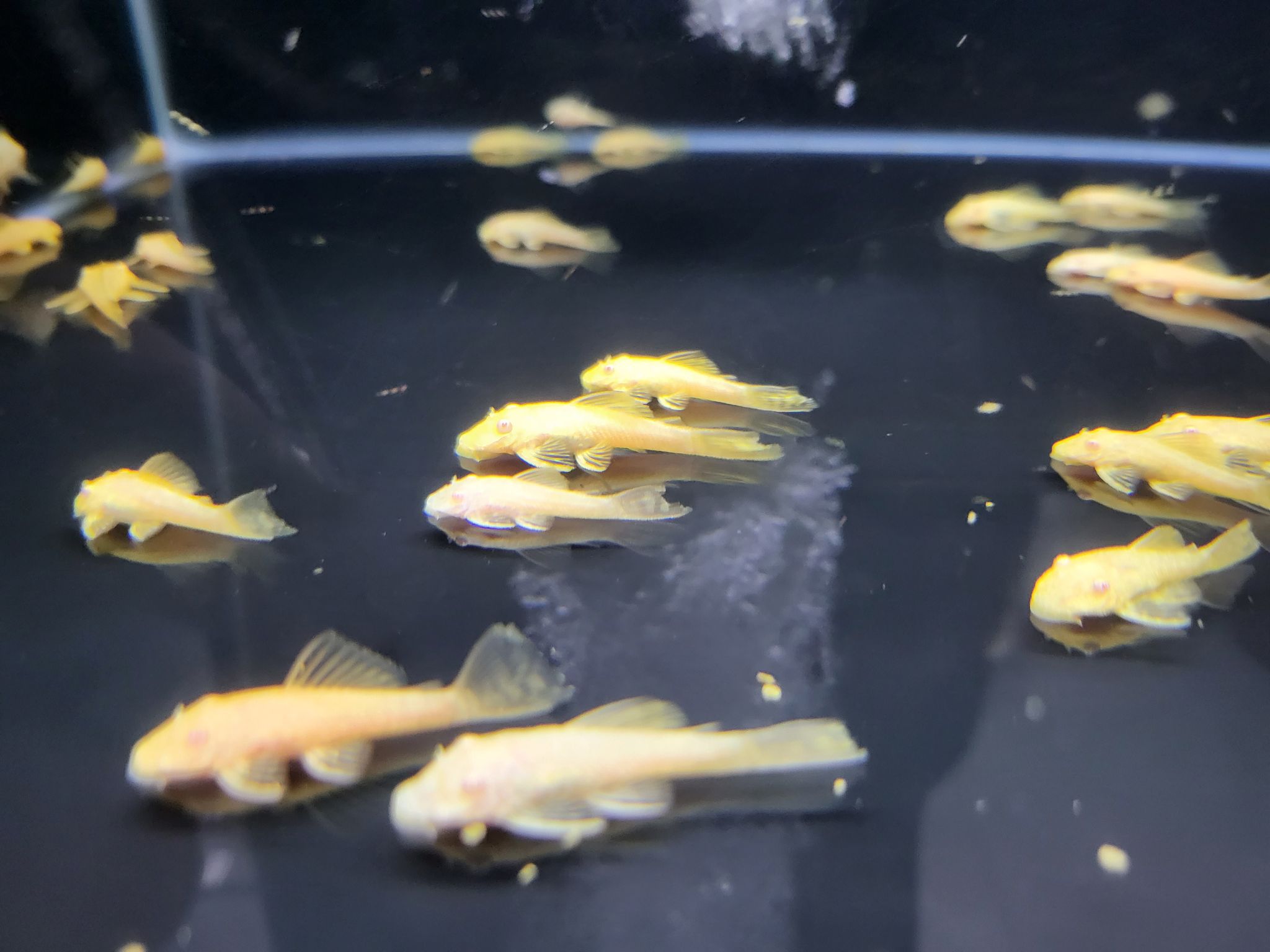 Albino L144