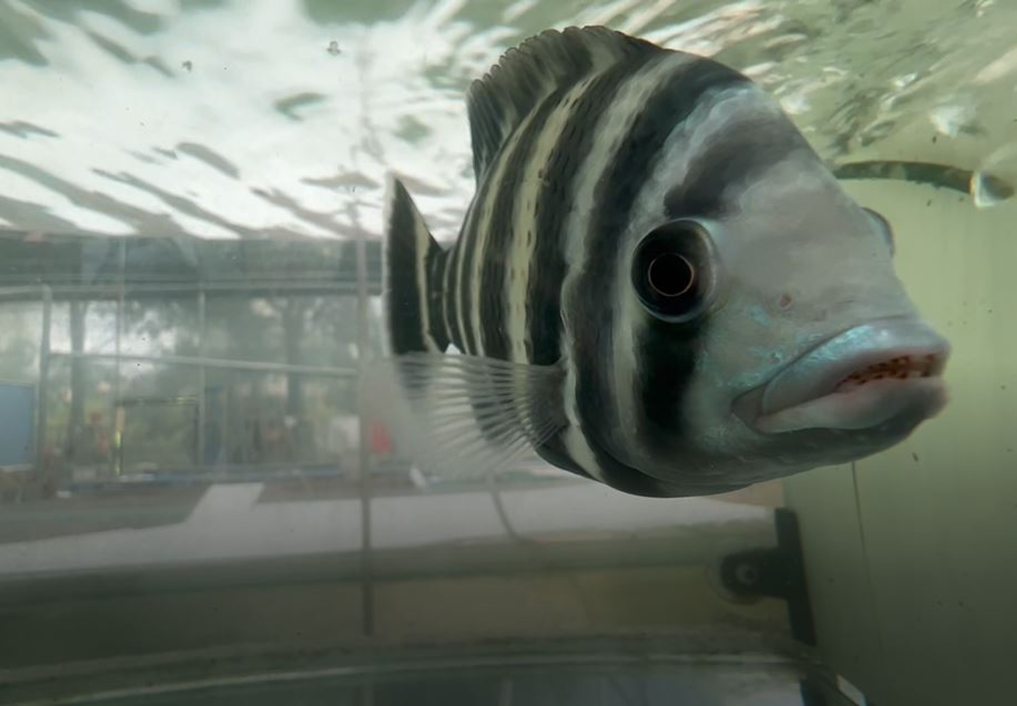 Tiger Tilapia