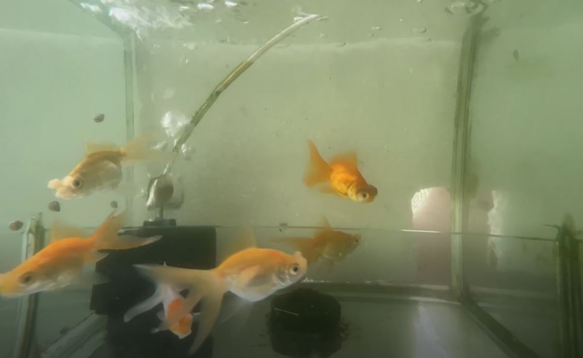 Butterfly Goldfish
