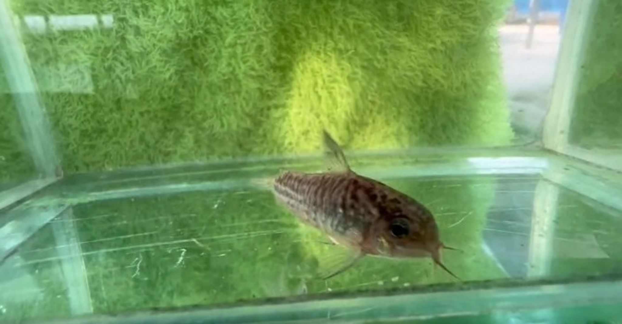 Napo Corydoras