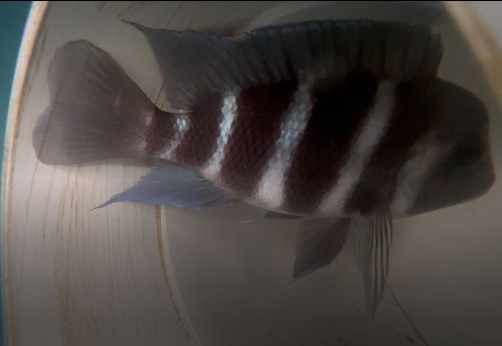 Frontosa