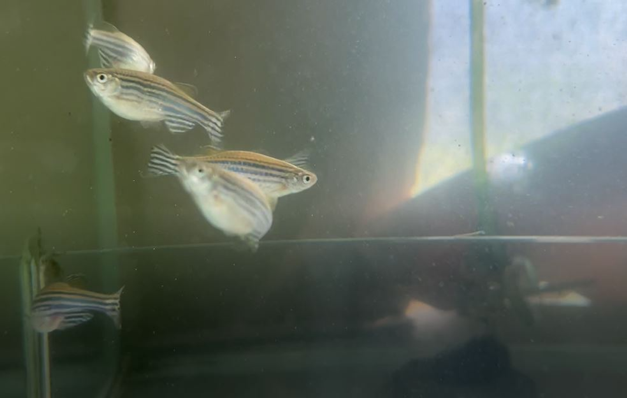 Zebra Danio