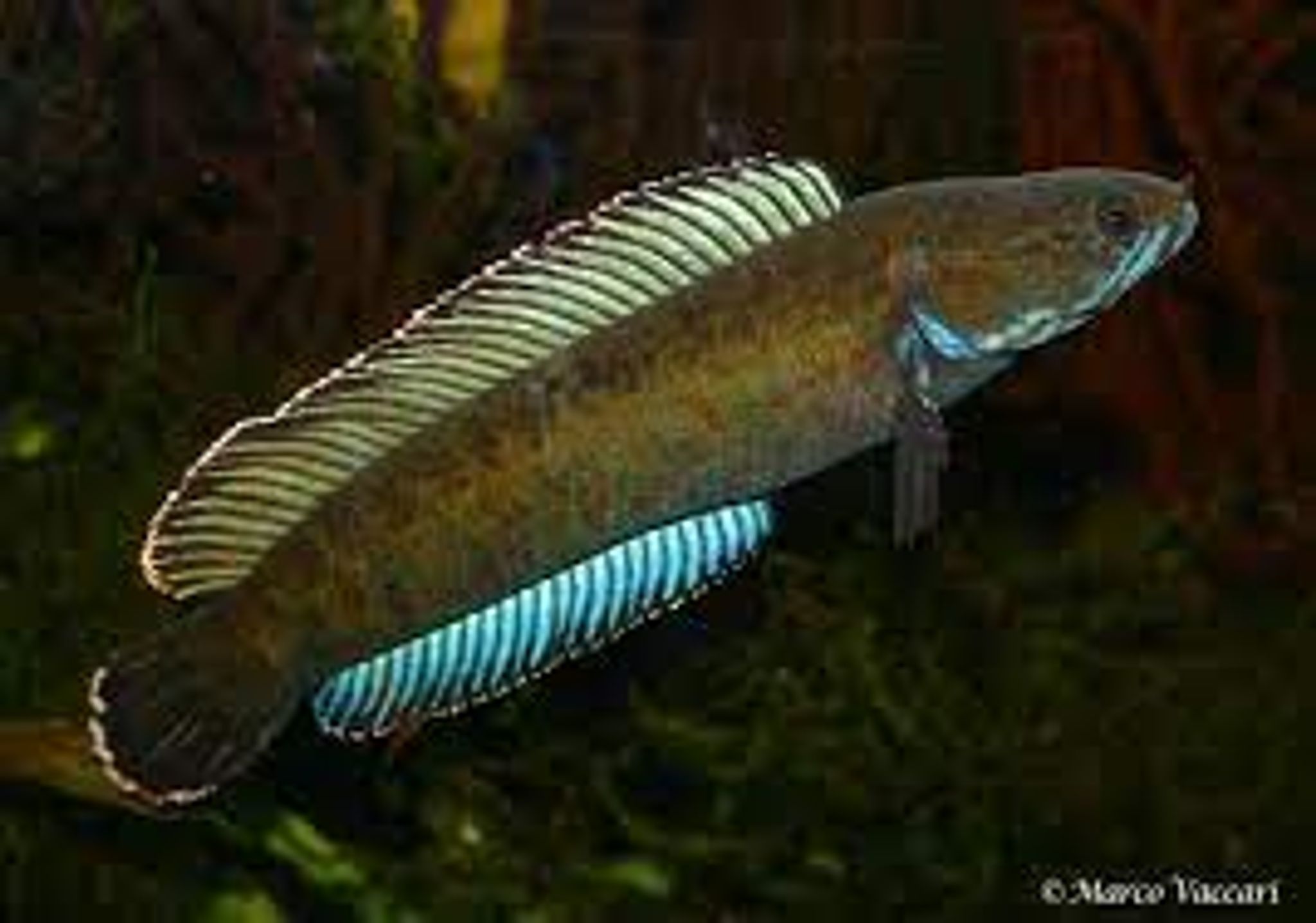 Dwarf Channa Andrao
