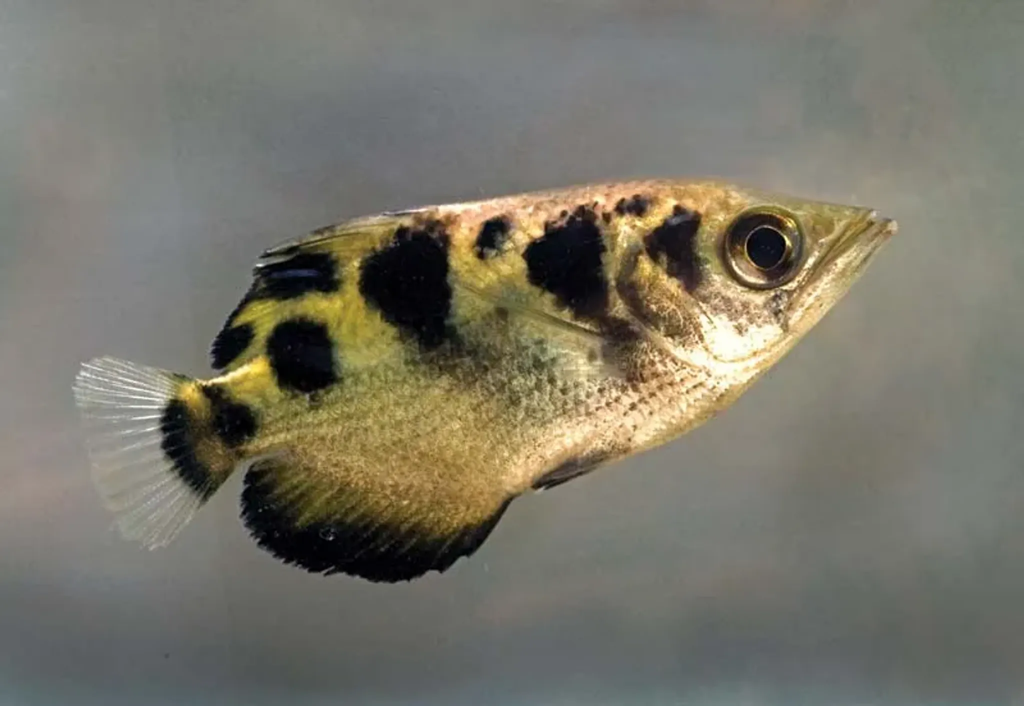 Banded Archer Fish
