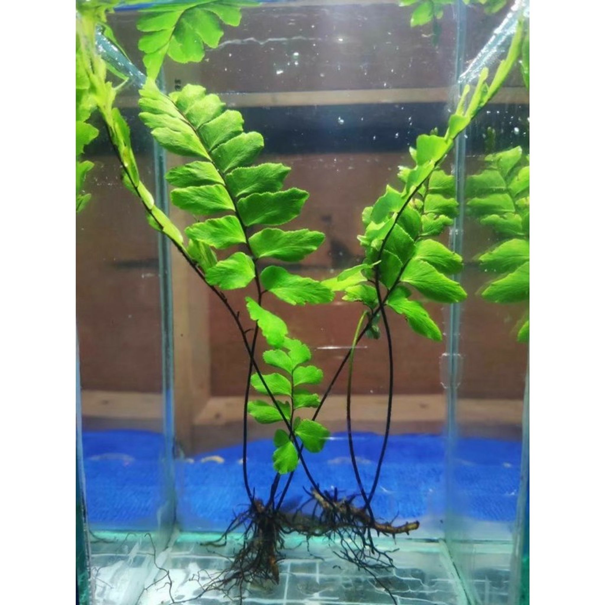 Adiantum Fern