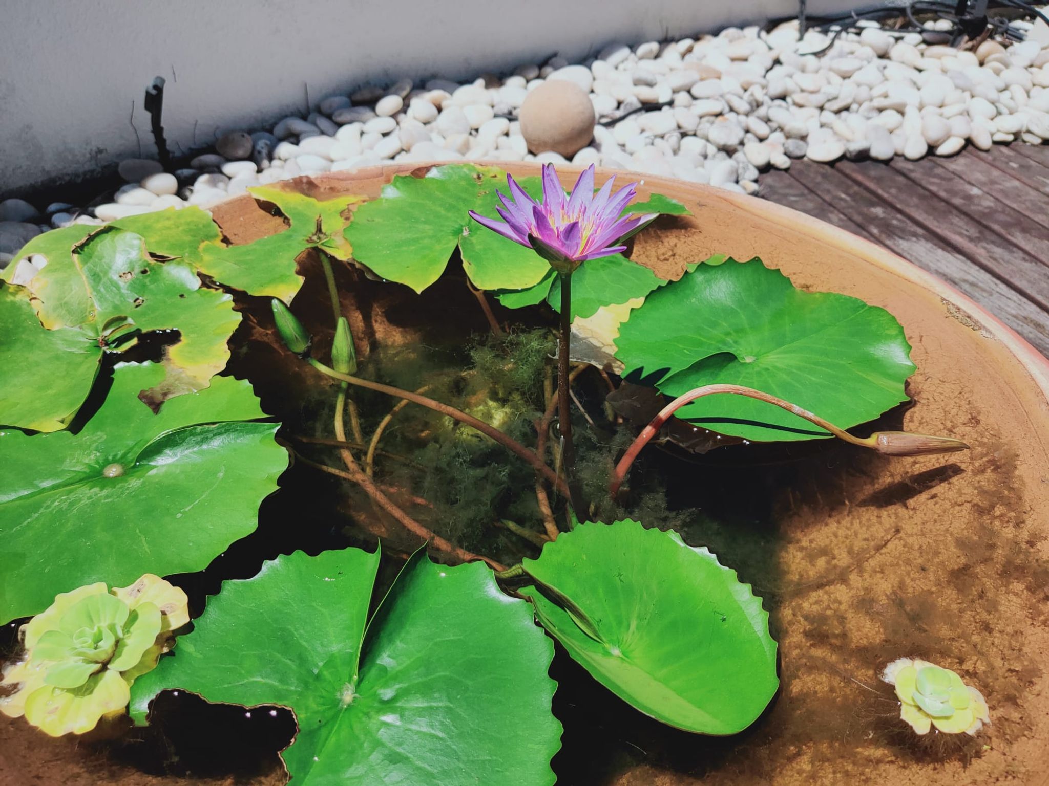 Water Lily
