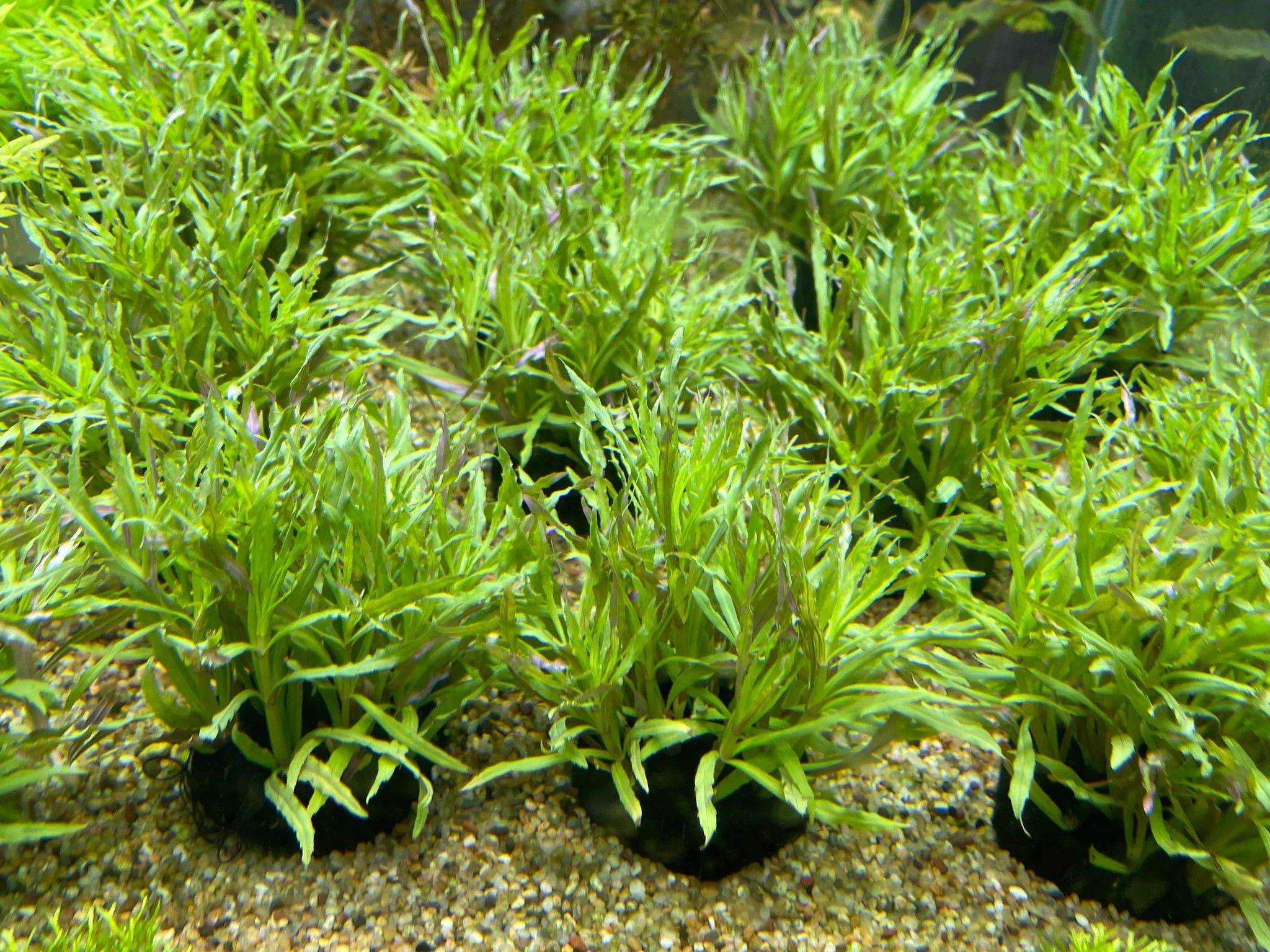 Eustralis Stellata (Wabikusa)