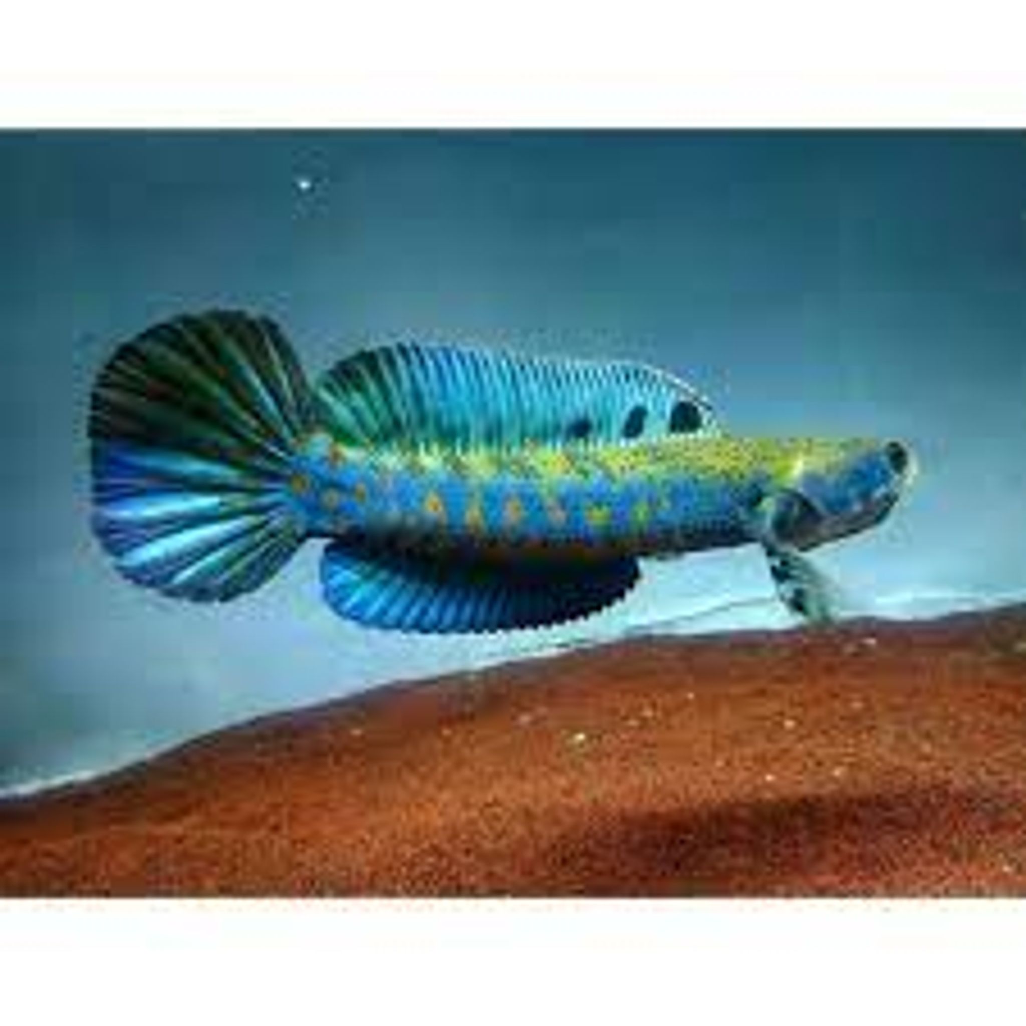 Blue Channa Pulchra (Peacock Snakehead)