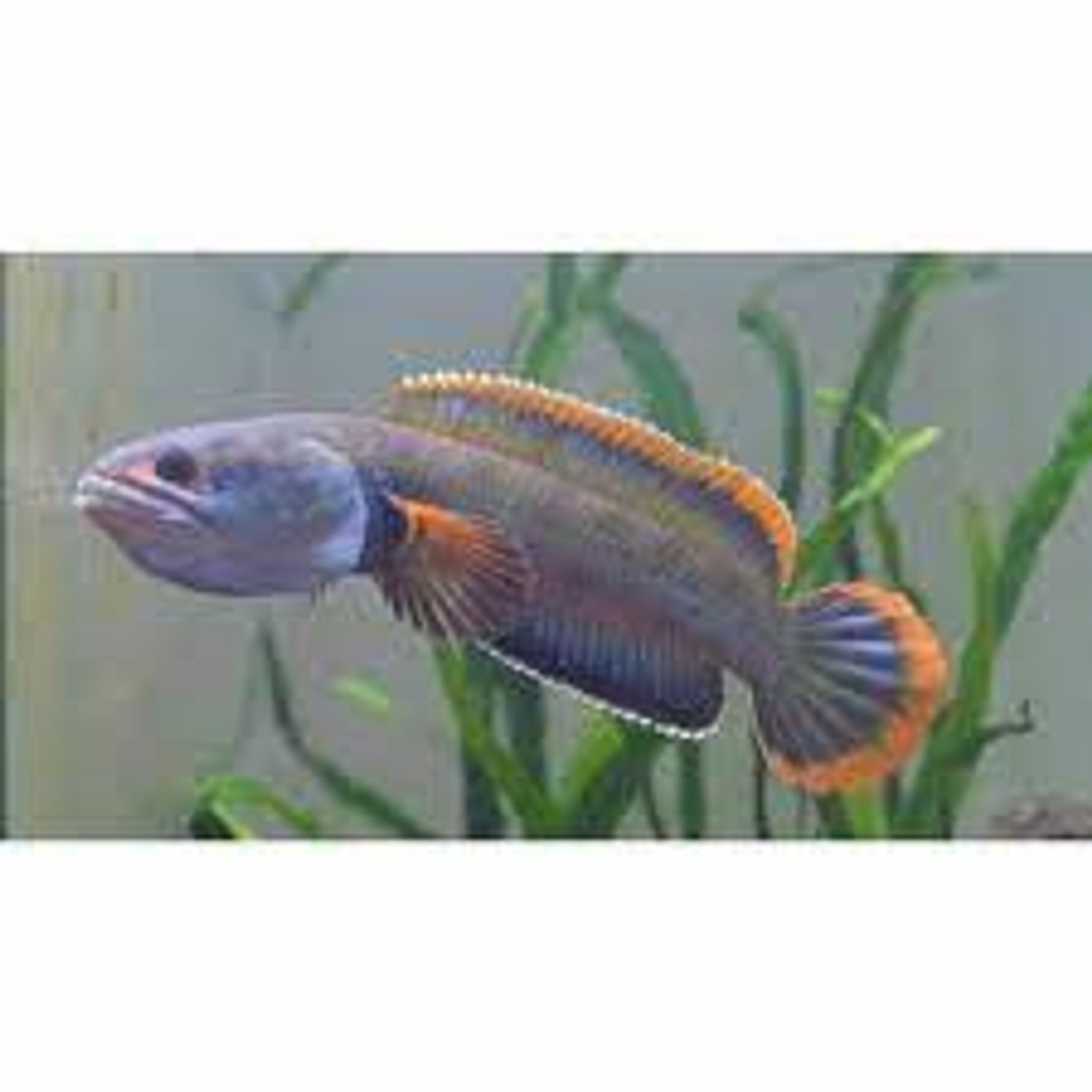 CHANNA LIMBATA