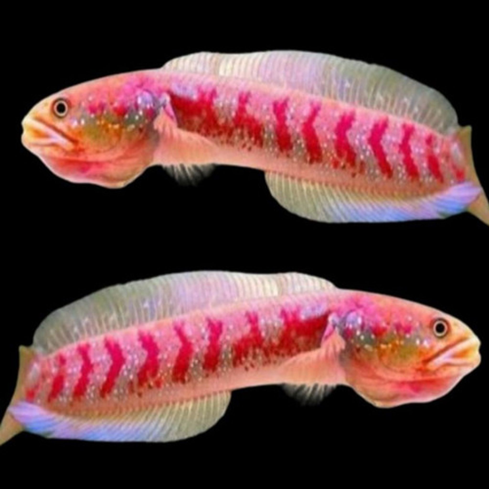 CHANNA ASIA TIKA RED STRIP WS PURE
