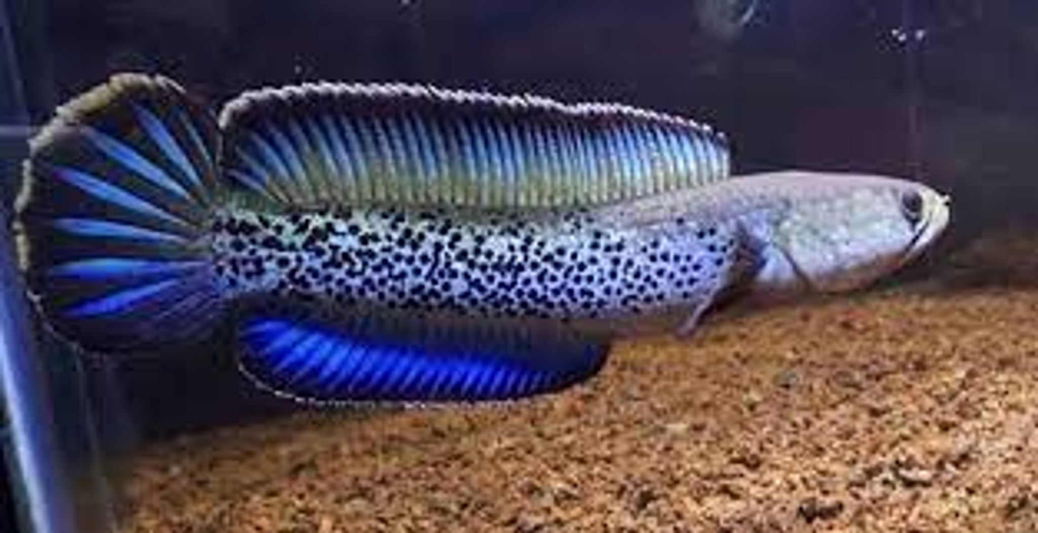 CHANNA STEWARTI