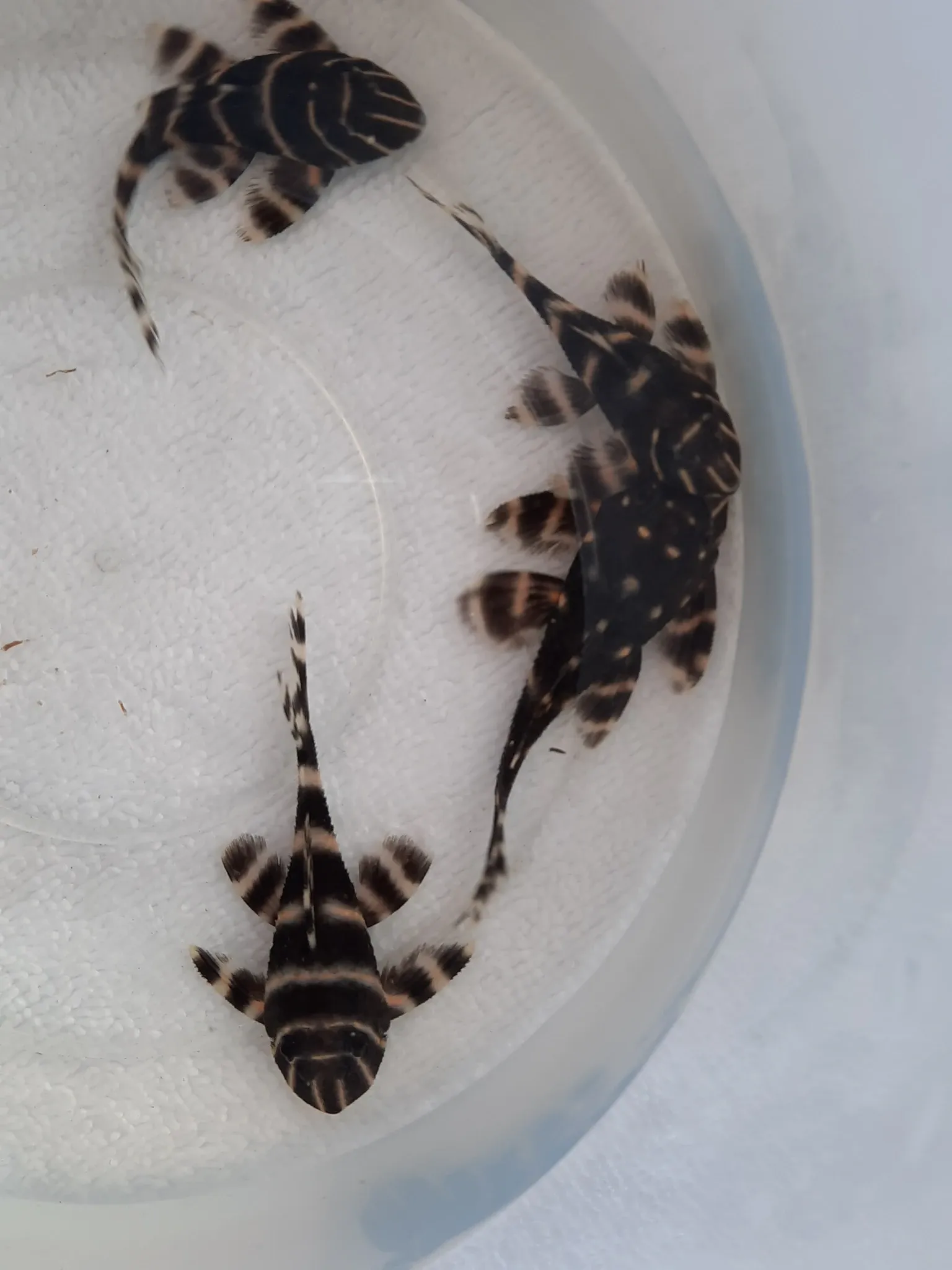 Pleco L204 (5-8 cm)