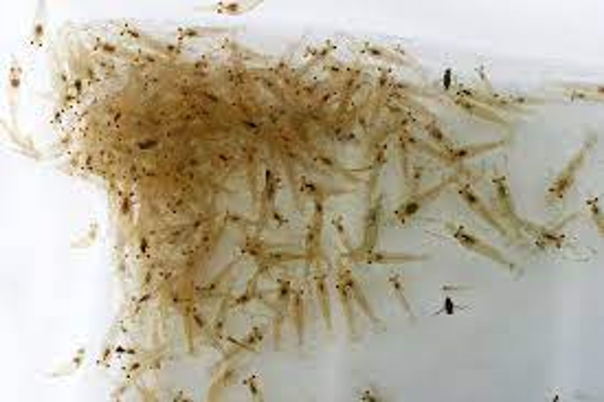 Feeder Shrimp