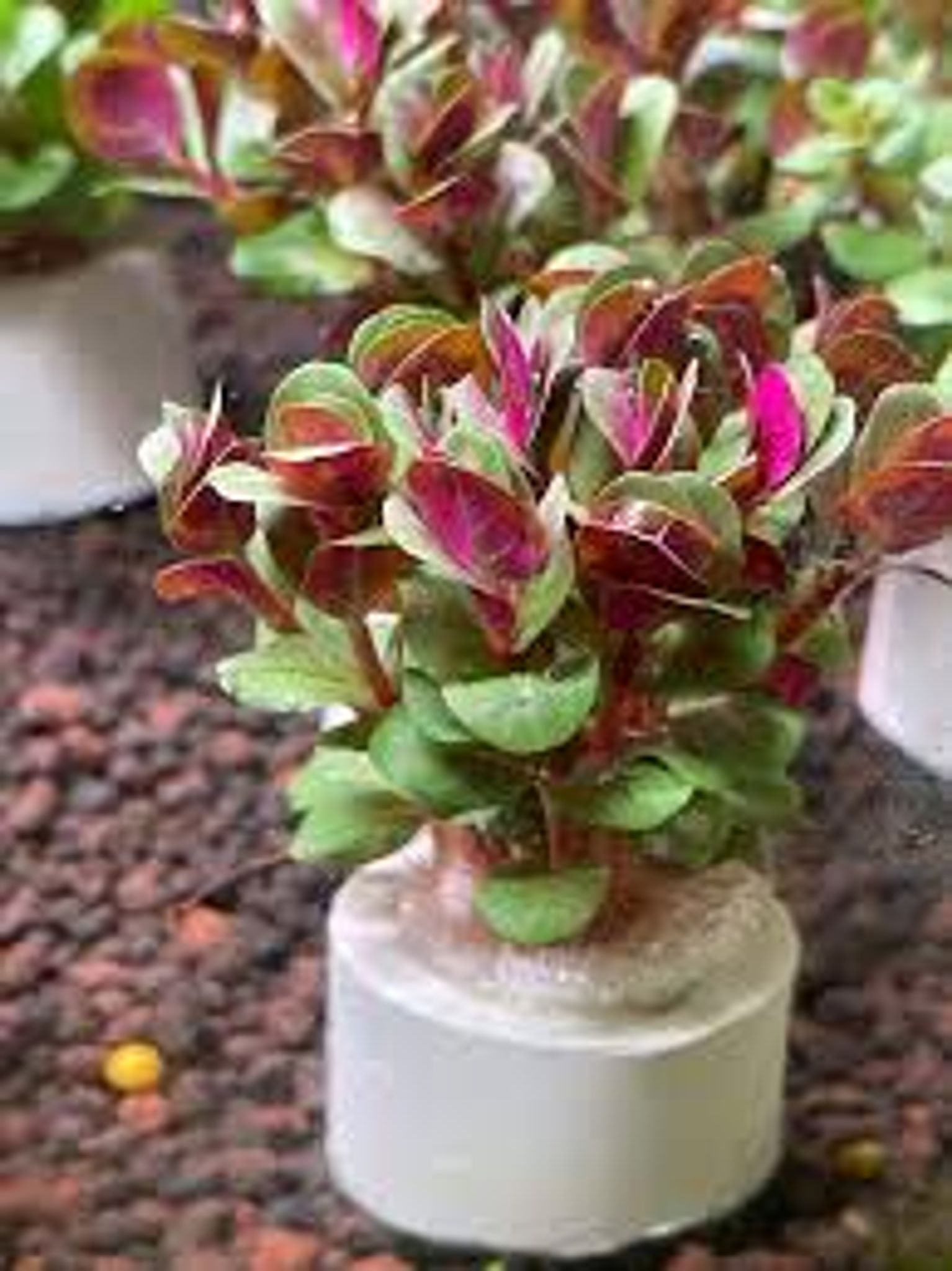 Rotala HRA