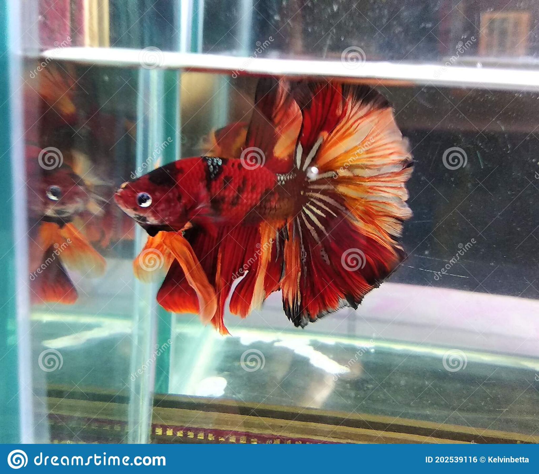 Halfmoon Nemo