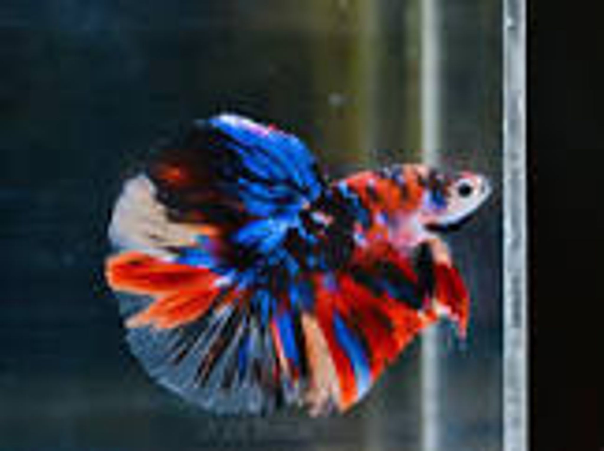 Halfmoon Multicolour