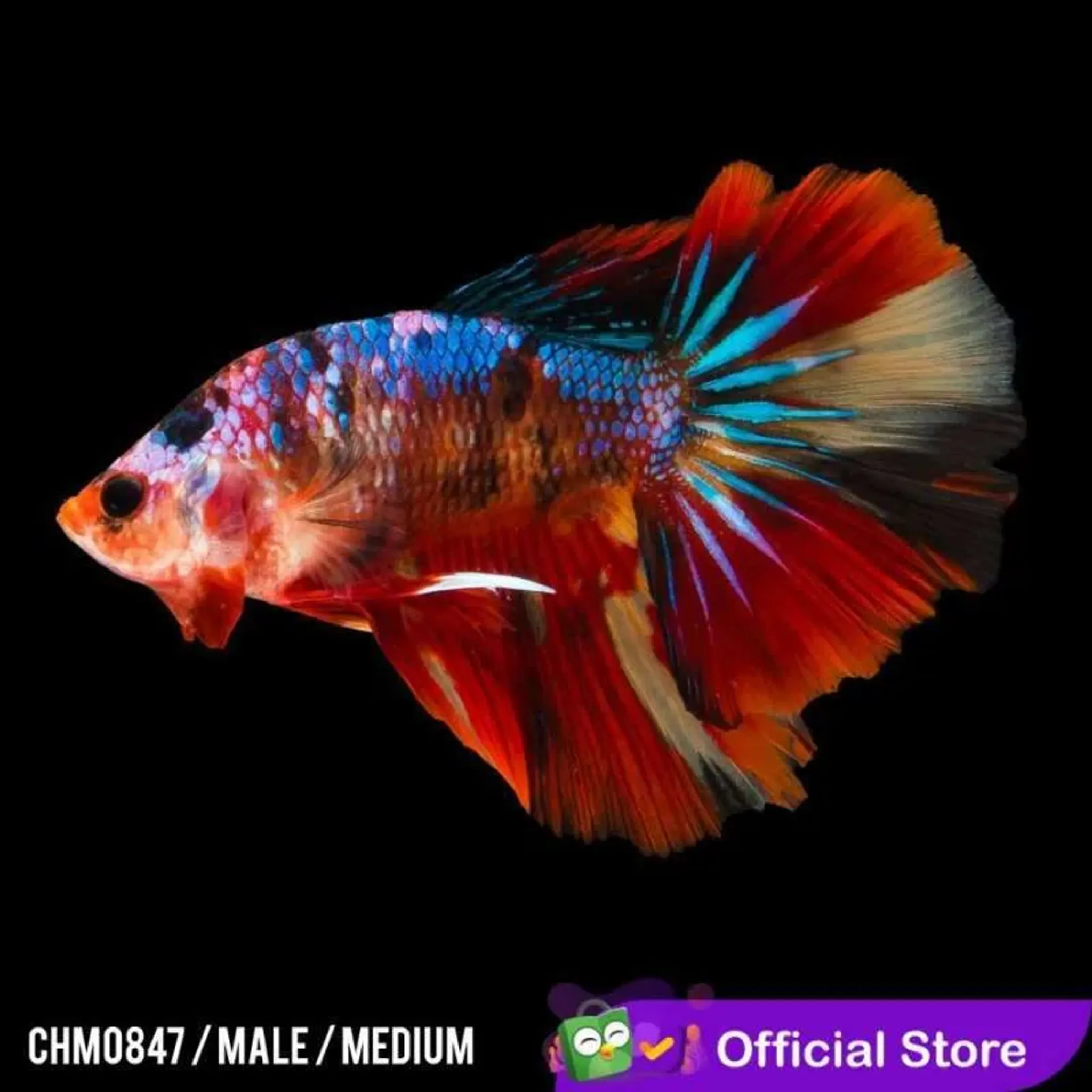 Halfmoon Nemo Multicolour
