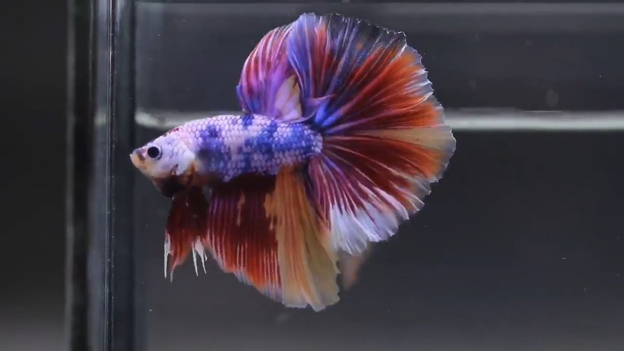 Halfmoon Candy Multicolour
