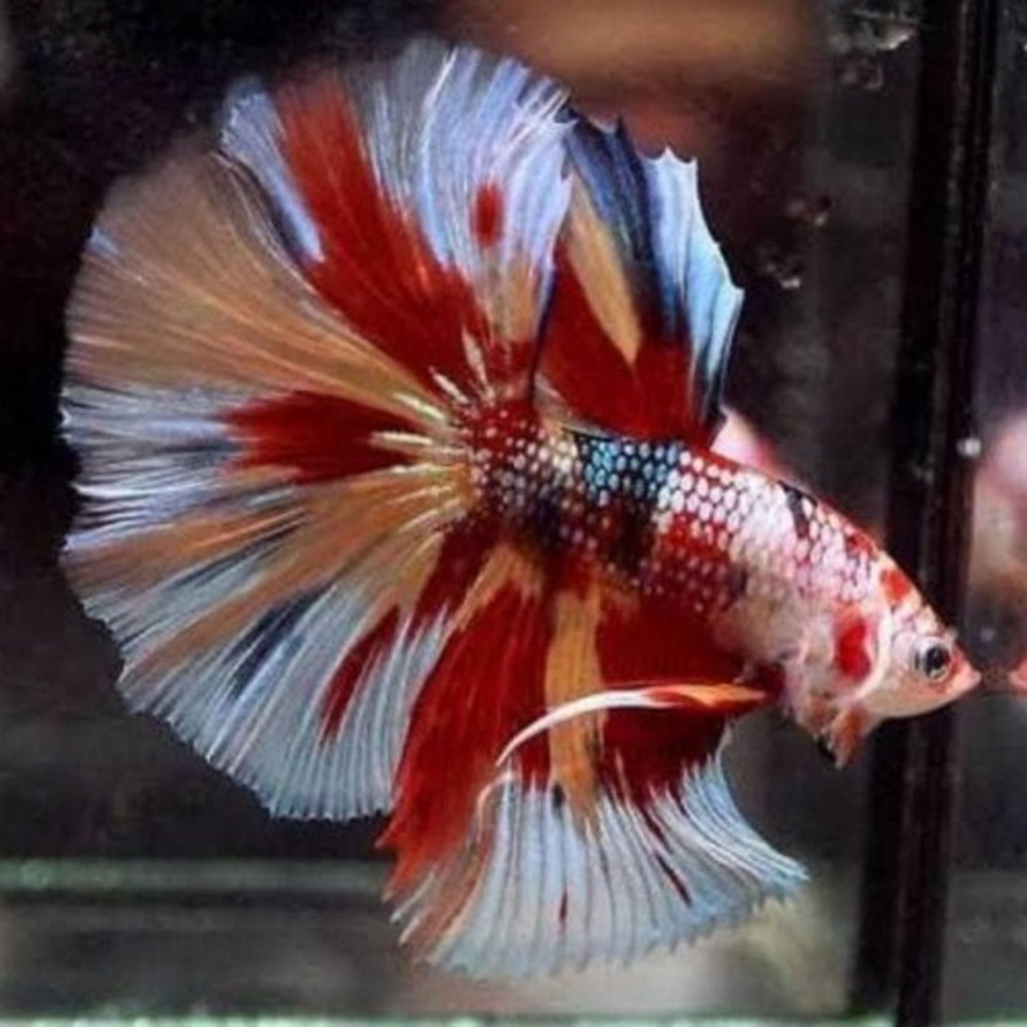 Halfmoon Koi