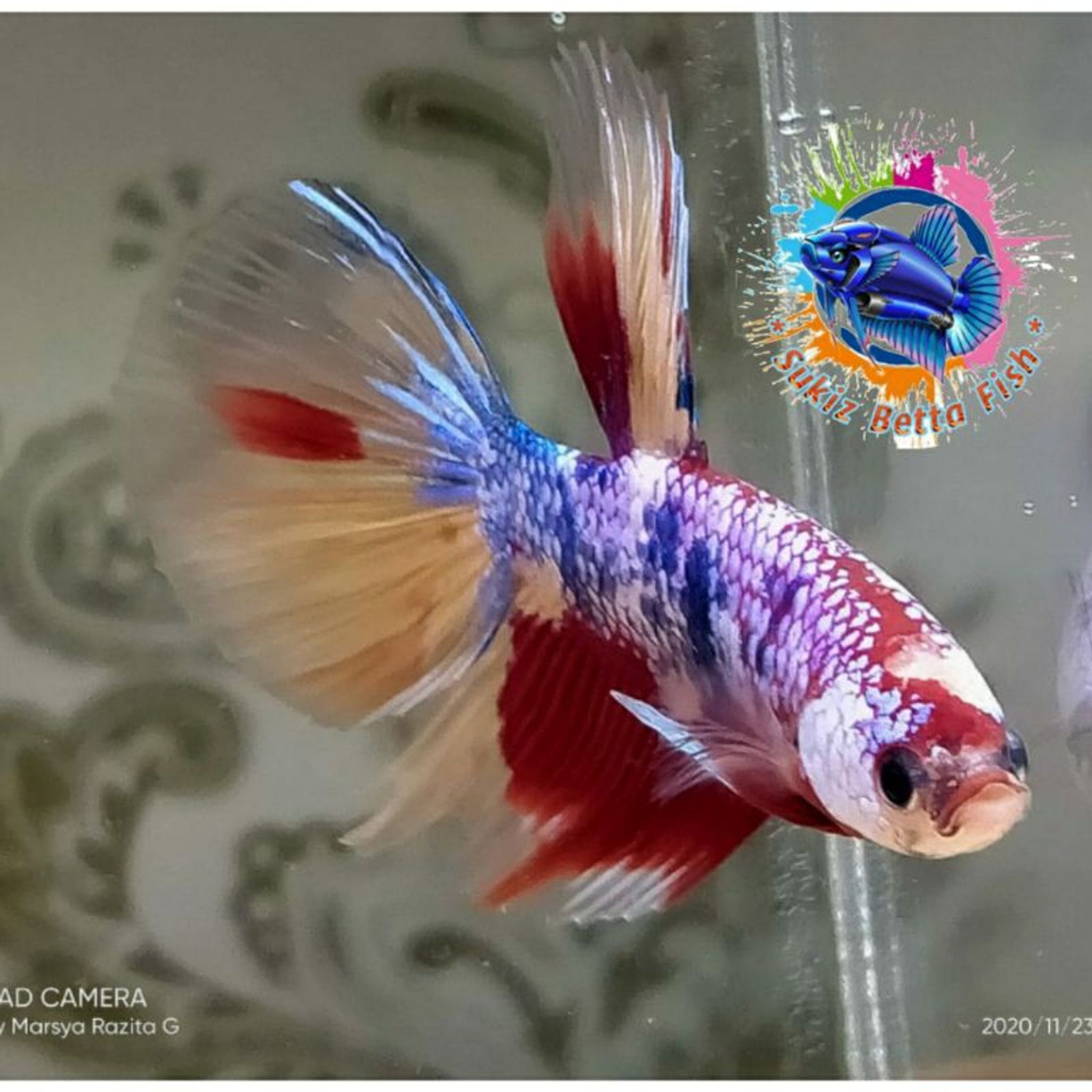 Halfmoon Nemo Multi