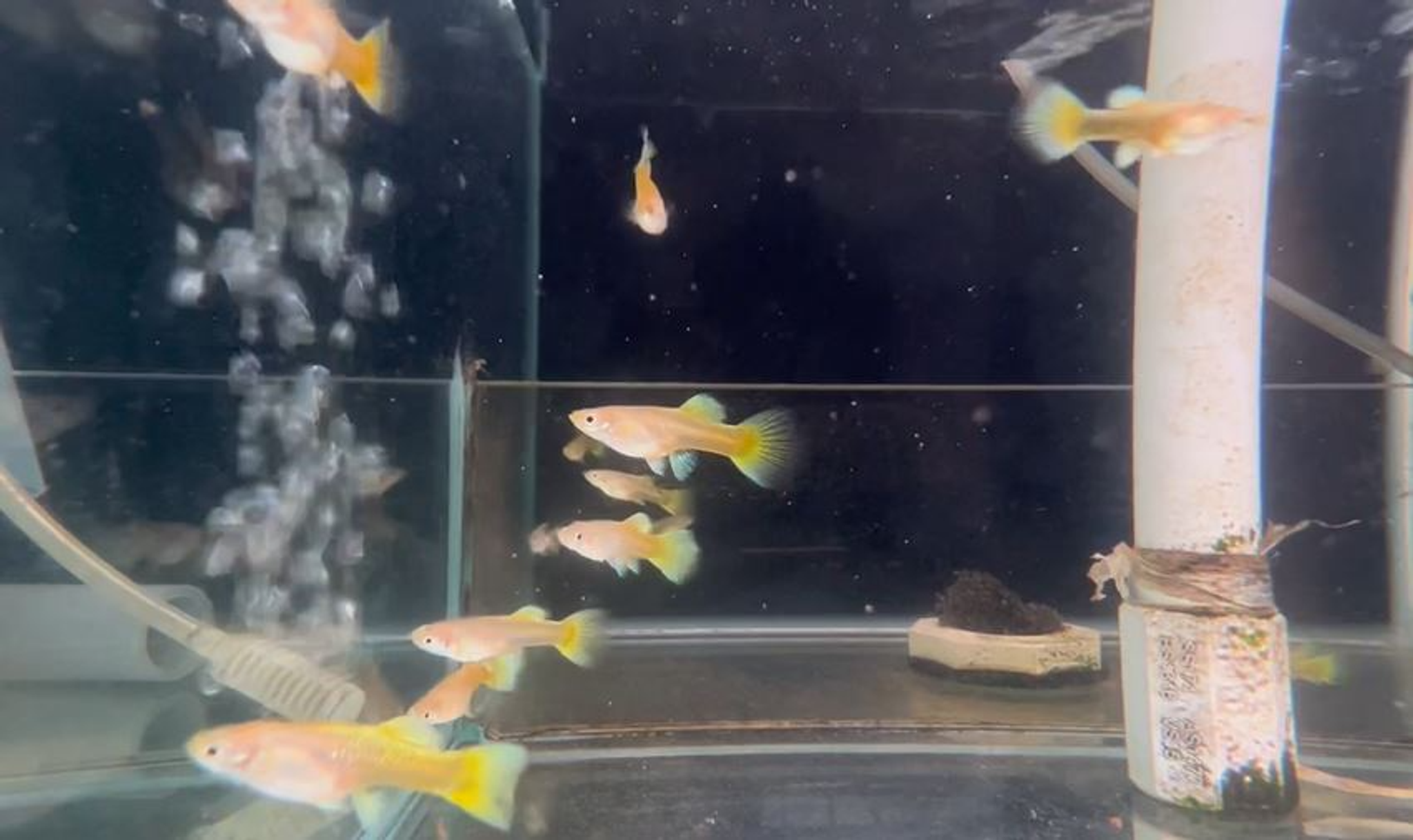 Full Gold Guppy