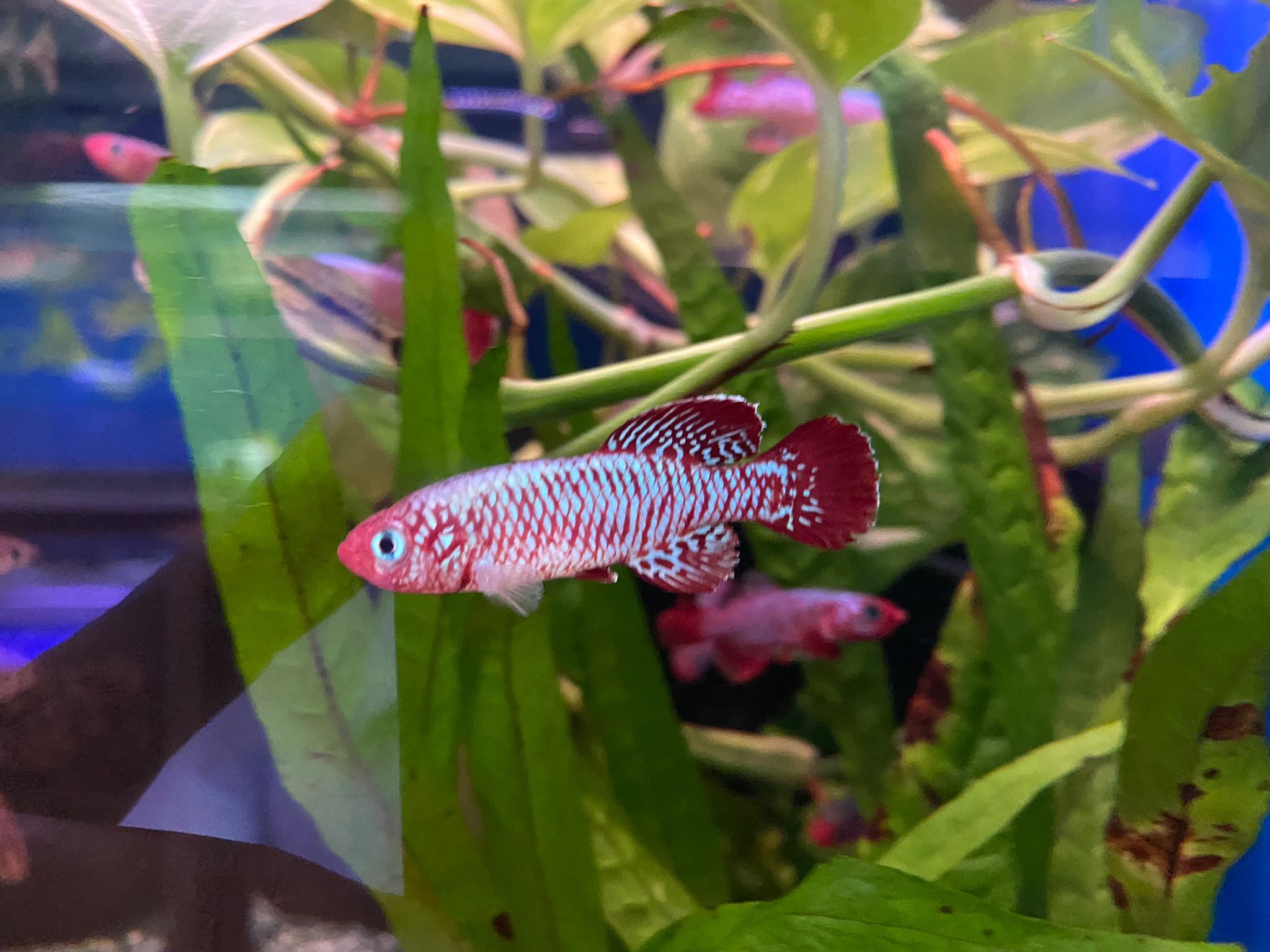 Nothobranchius Eggersi