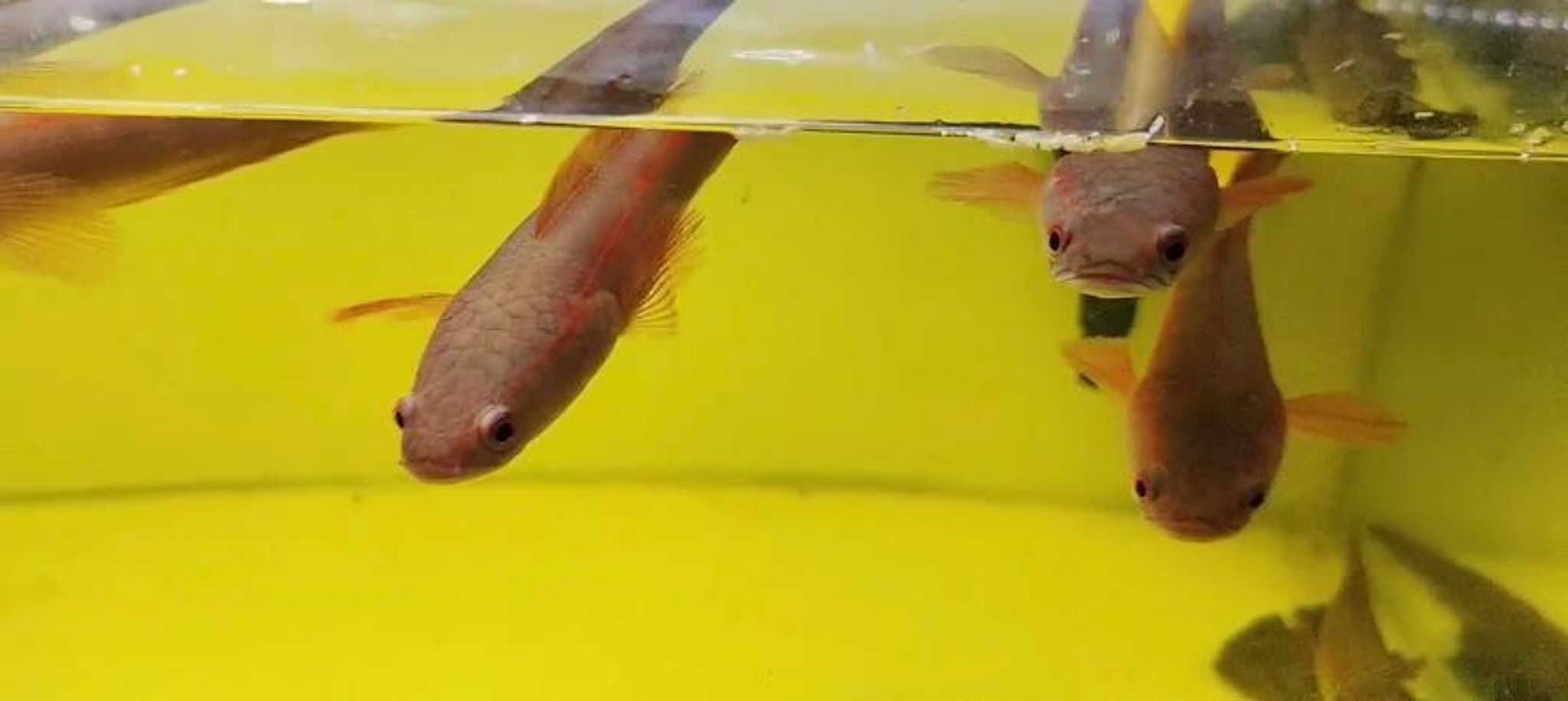 Dwarf Gars.