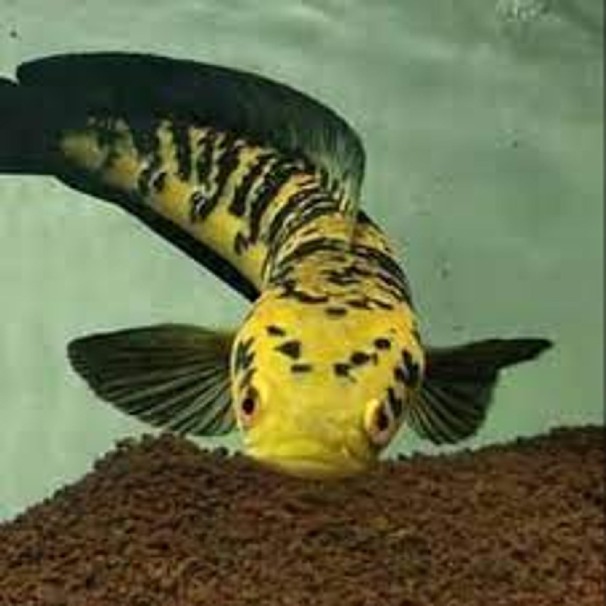 CHANNA YELLOW SENTARUM