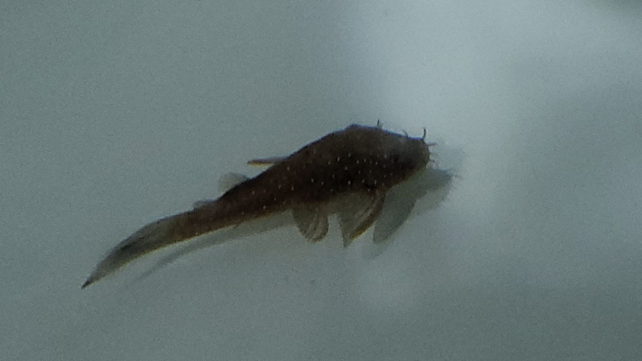 Spotted Bristlenose