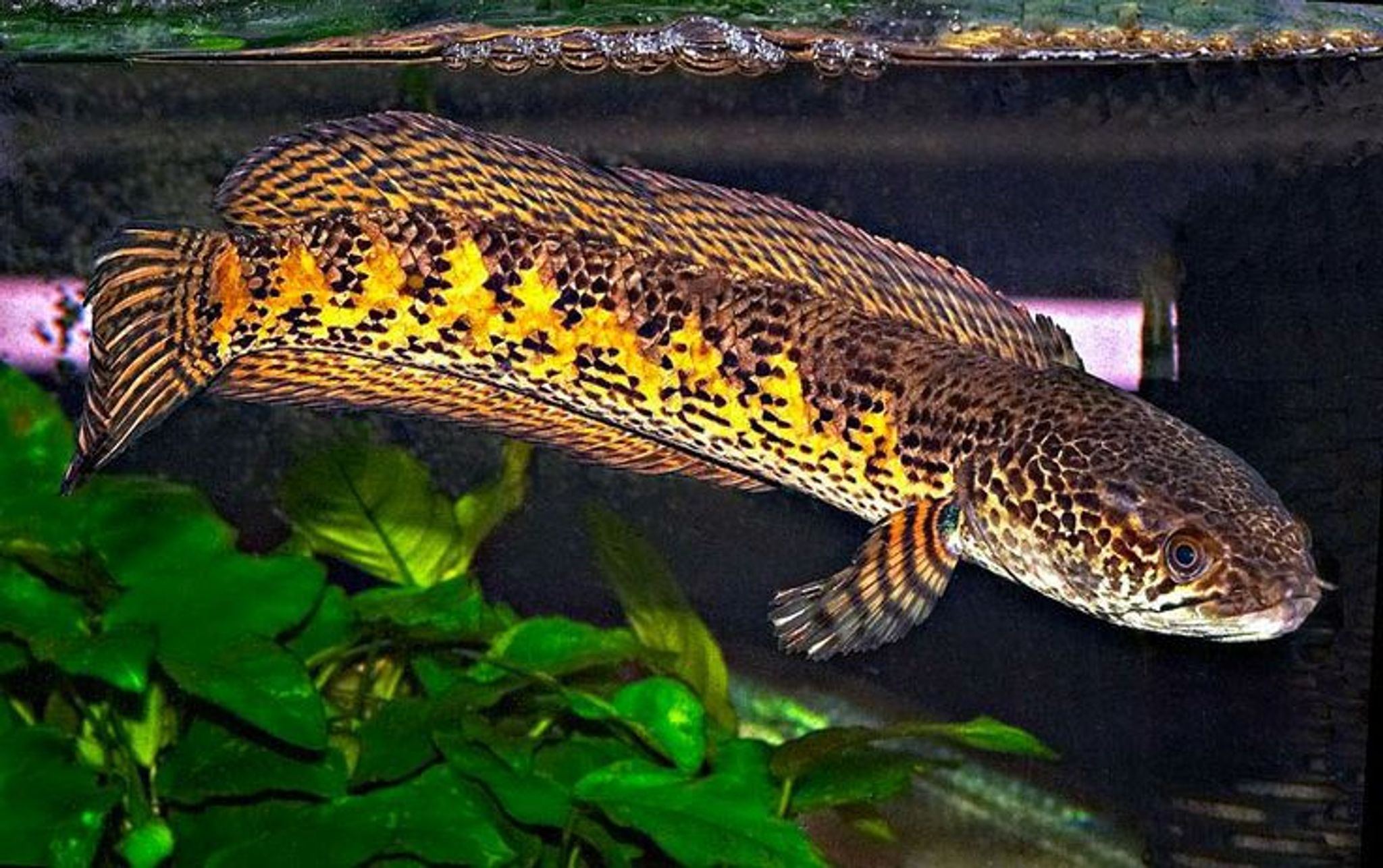 Aurantimauculata Channa Golden Cobra