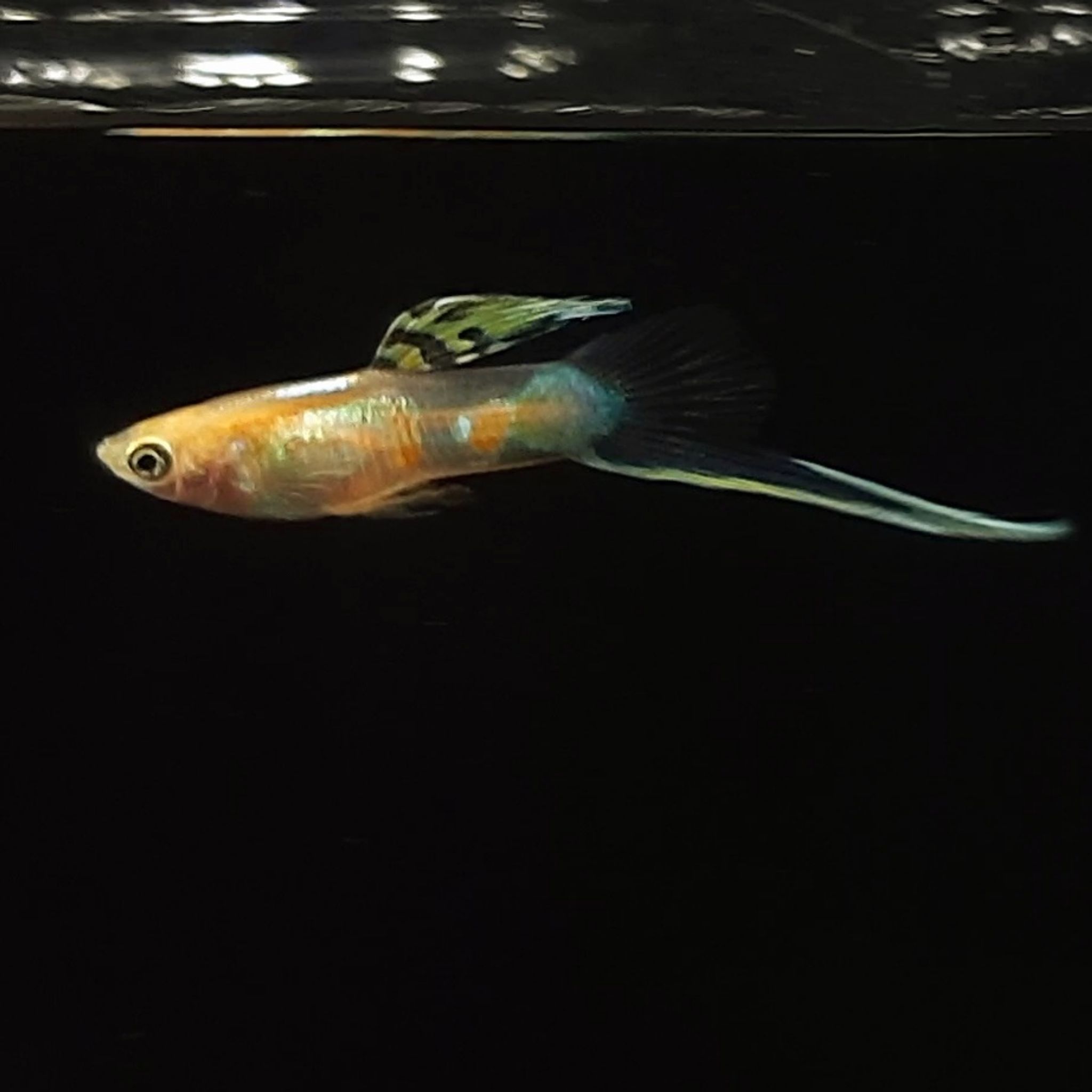 Guppy Vienna Bottom Sword