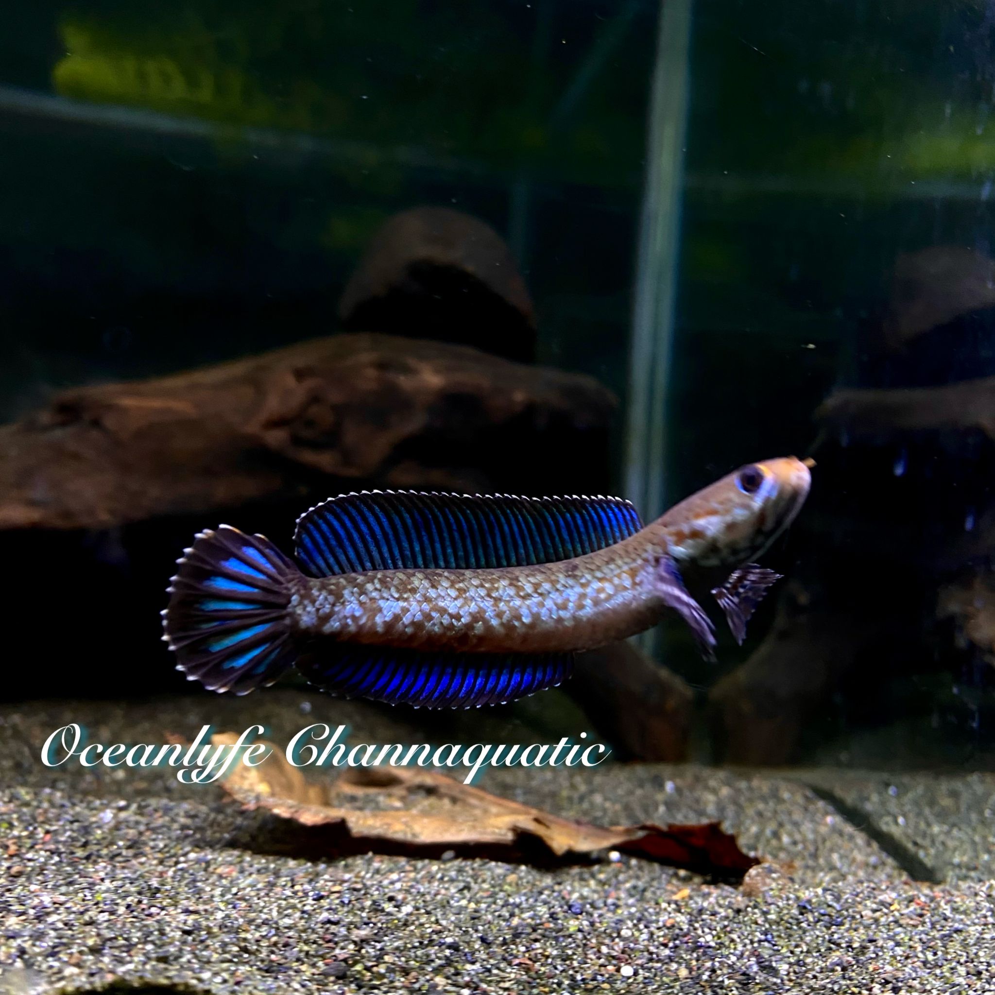 Channa Blue Andrao