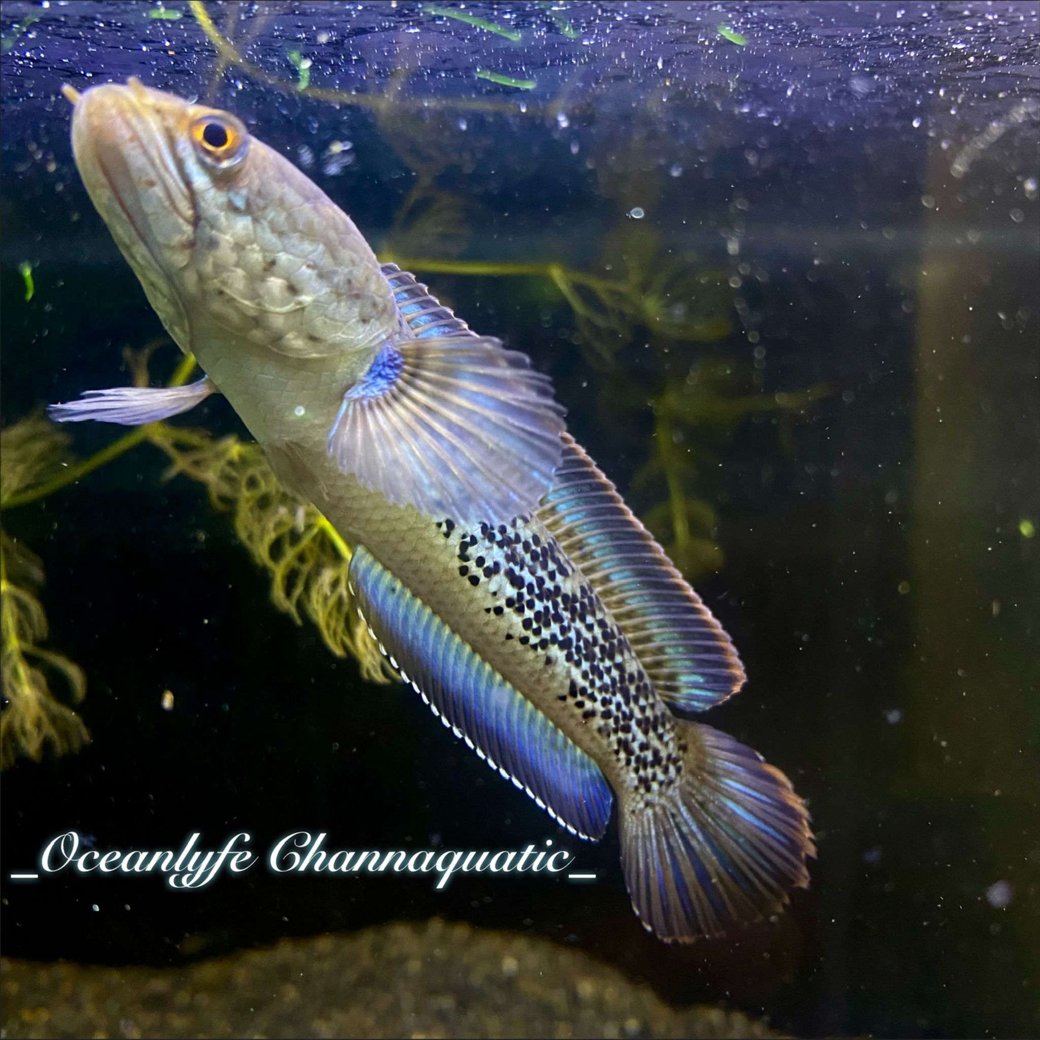 Channa Stewartii