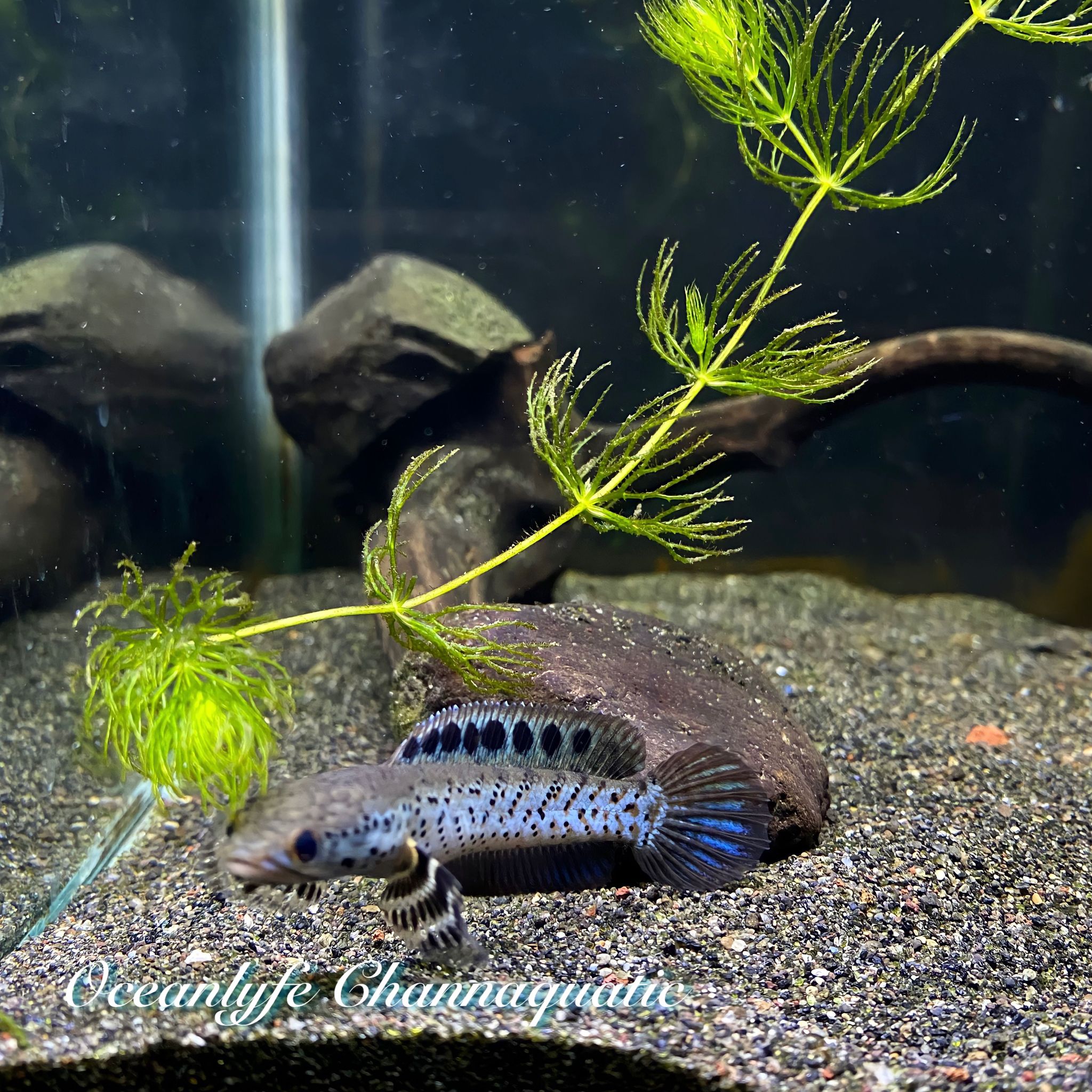 Channa Ornatipinnis Yellow Lips