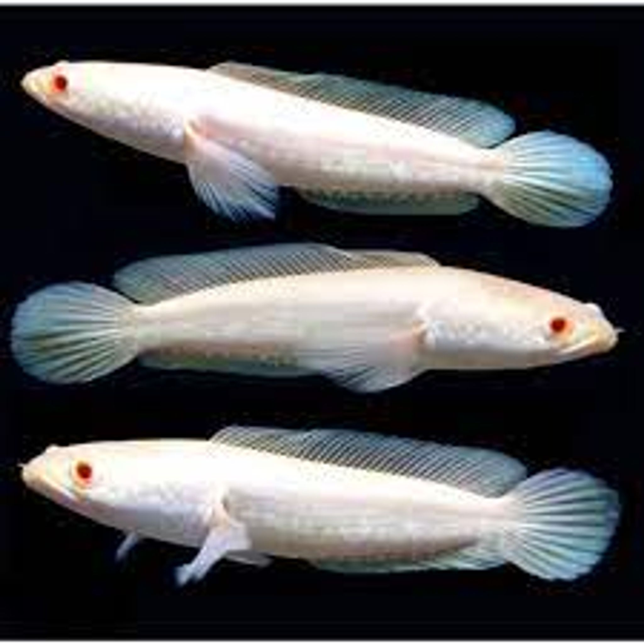 CHANA ALBINO STRIATA