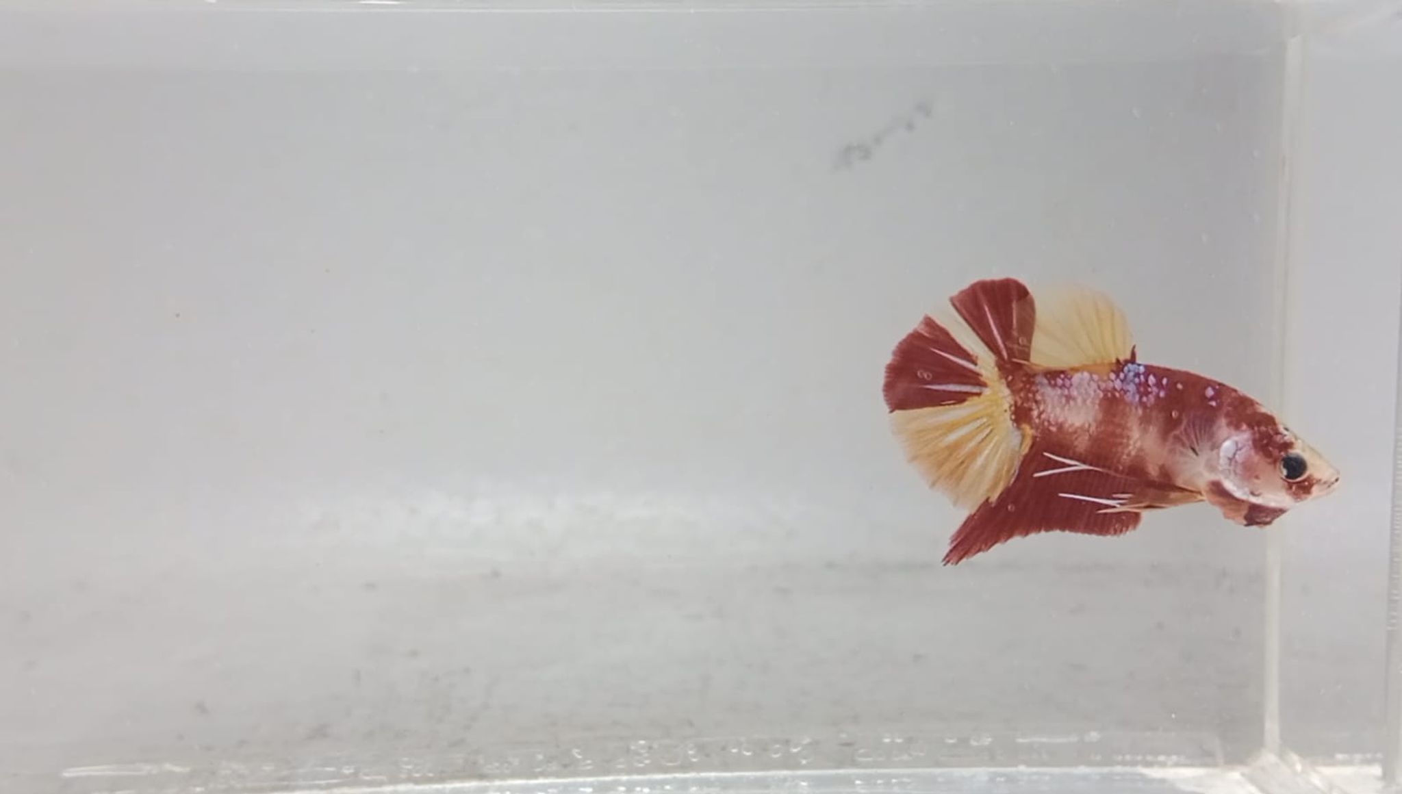 PK Multy Nemo