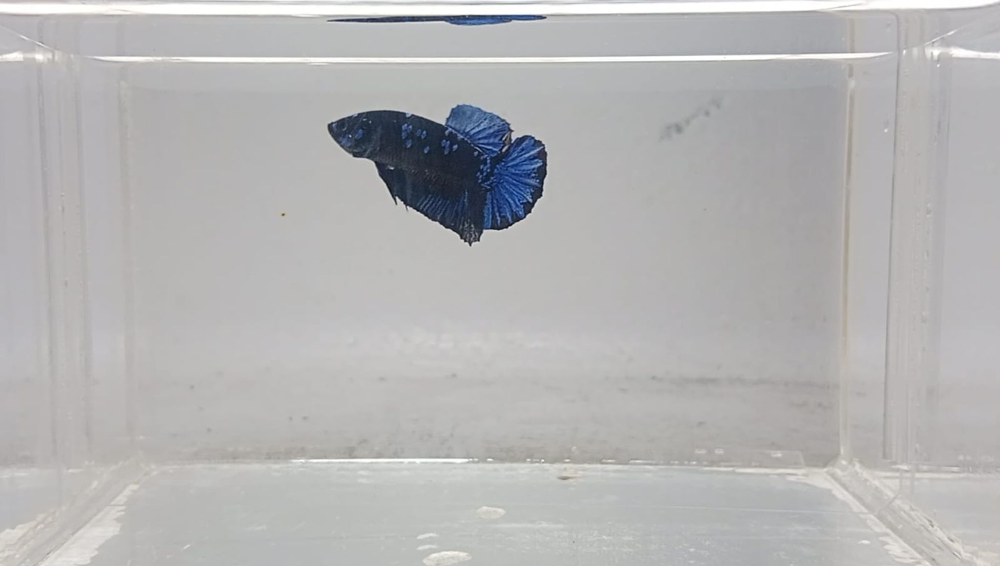 PK Blue Star Galaxy