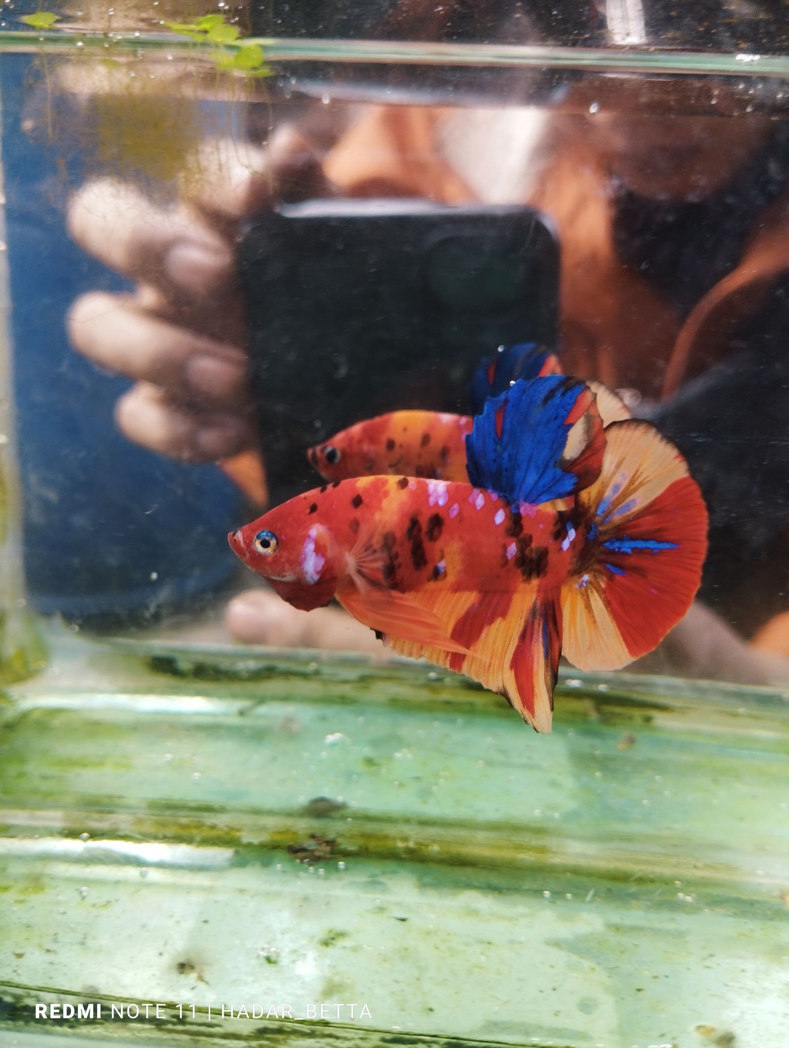 Multicolour male