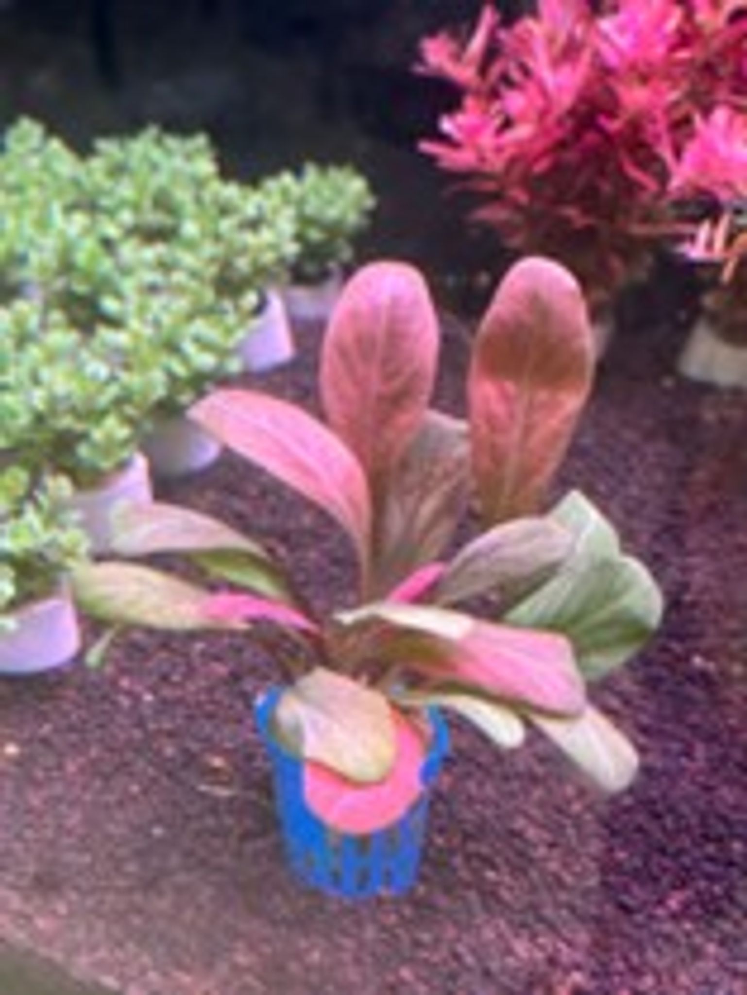 Samolus Parviflorus Red