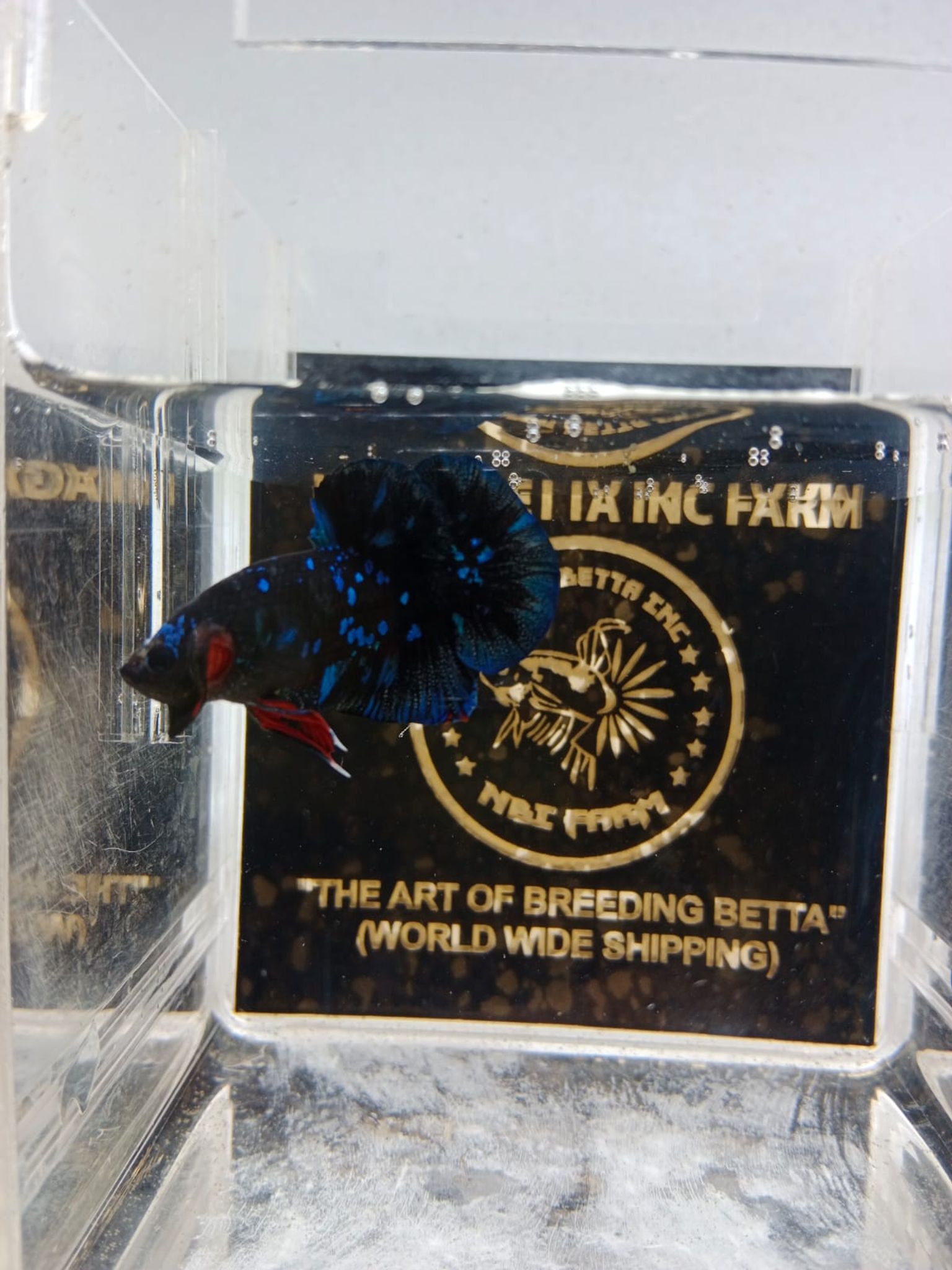 PK Blue Star Galaxy
