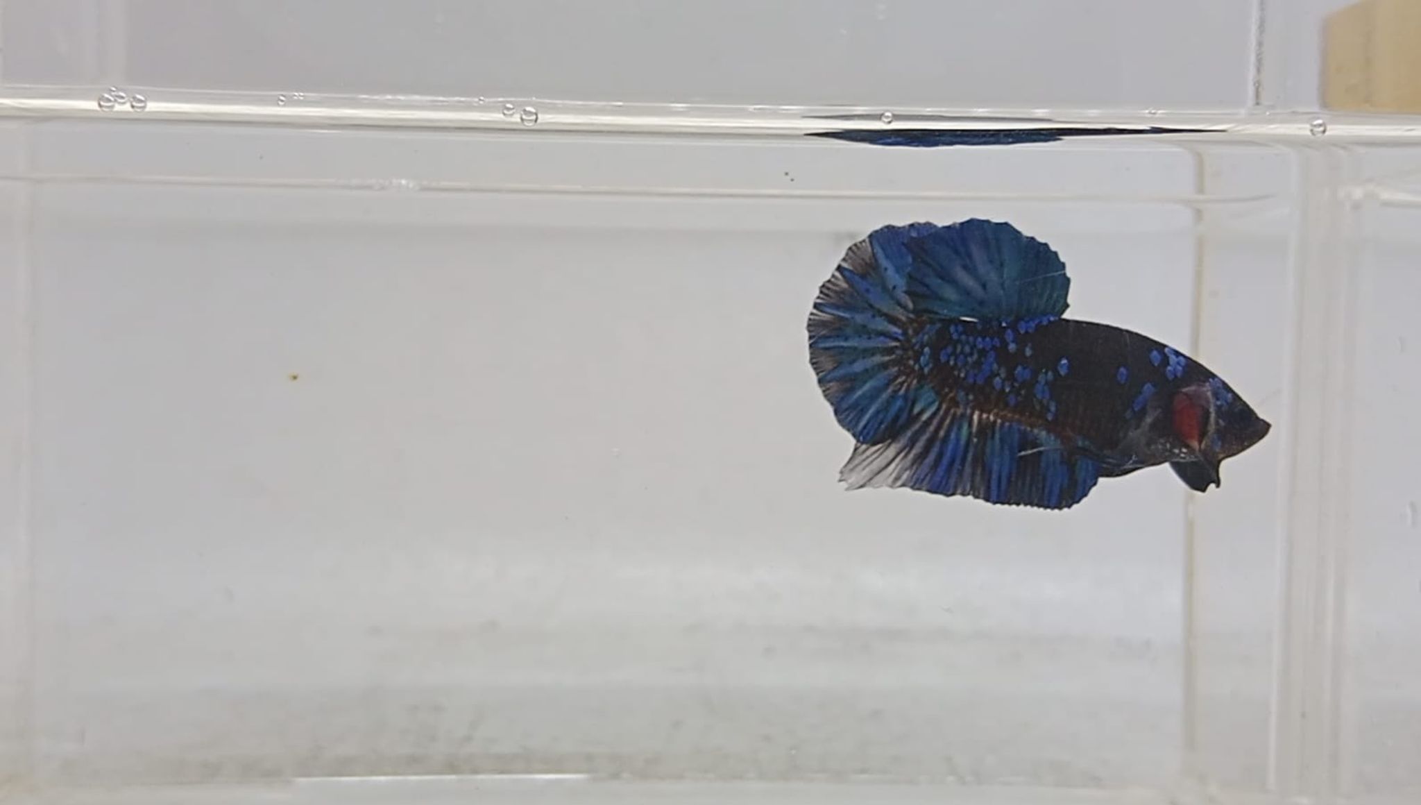 PK Blue Star Galaxy