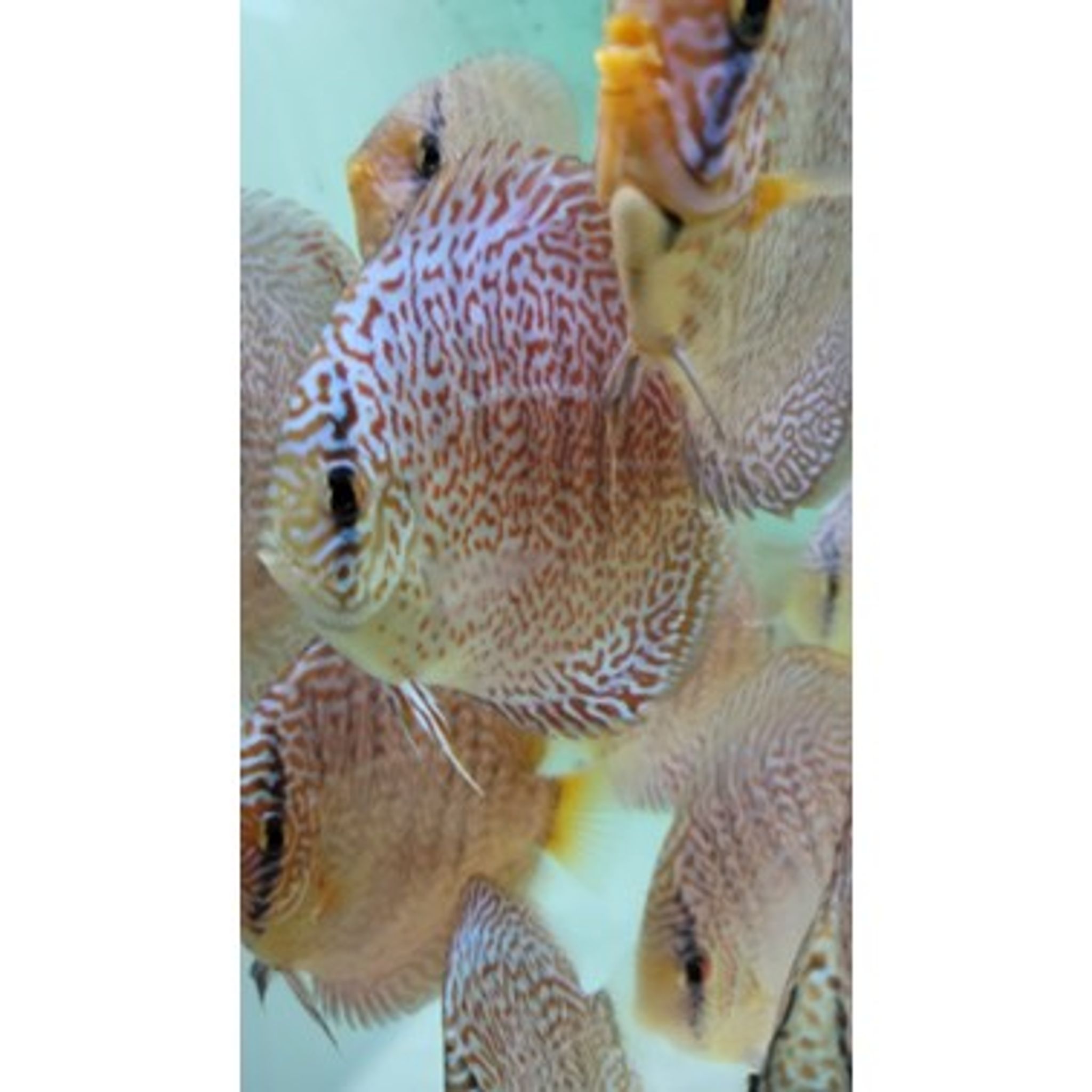 Leopard discus
