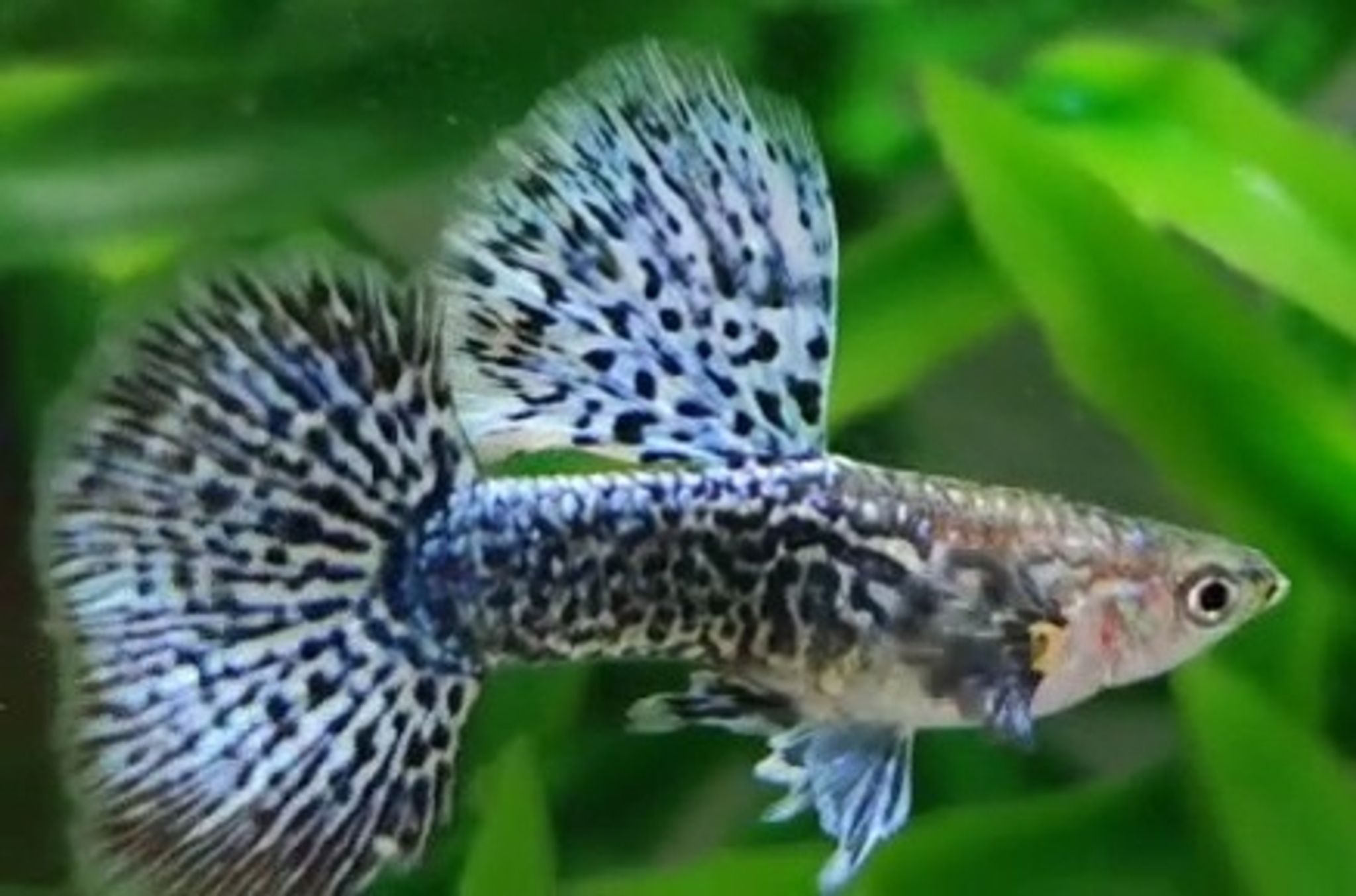 Guppy Blue Dragon