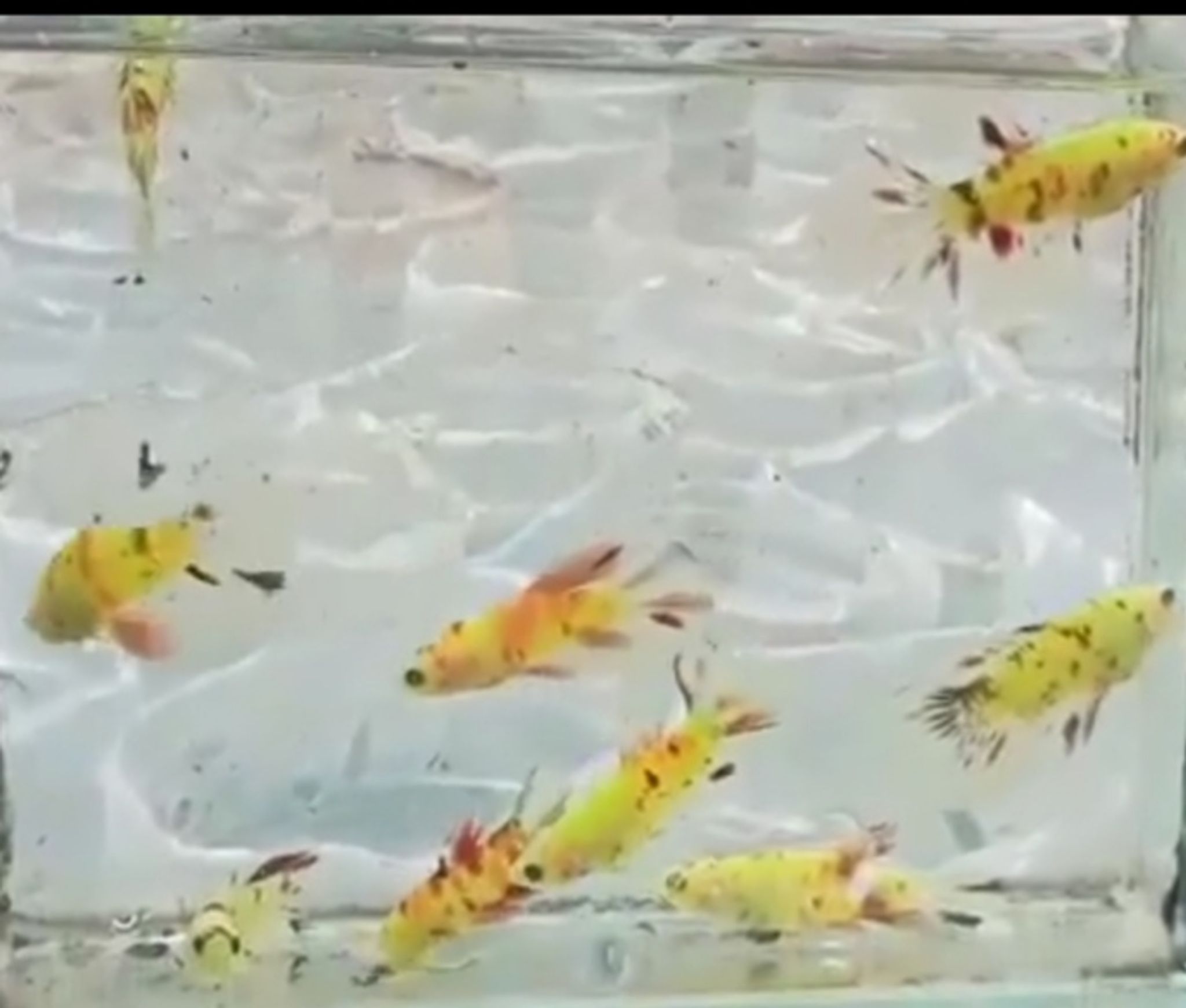Glowfish multy