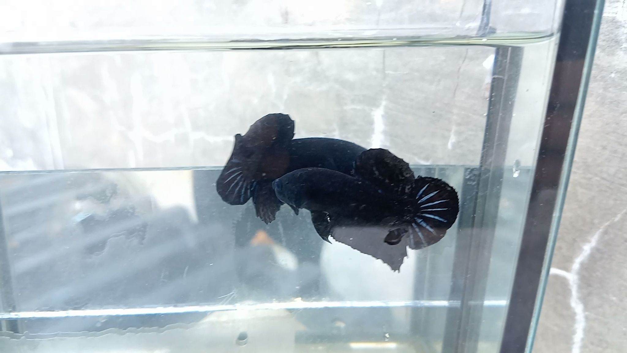 Super Black