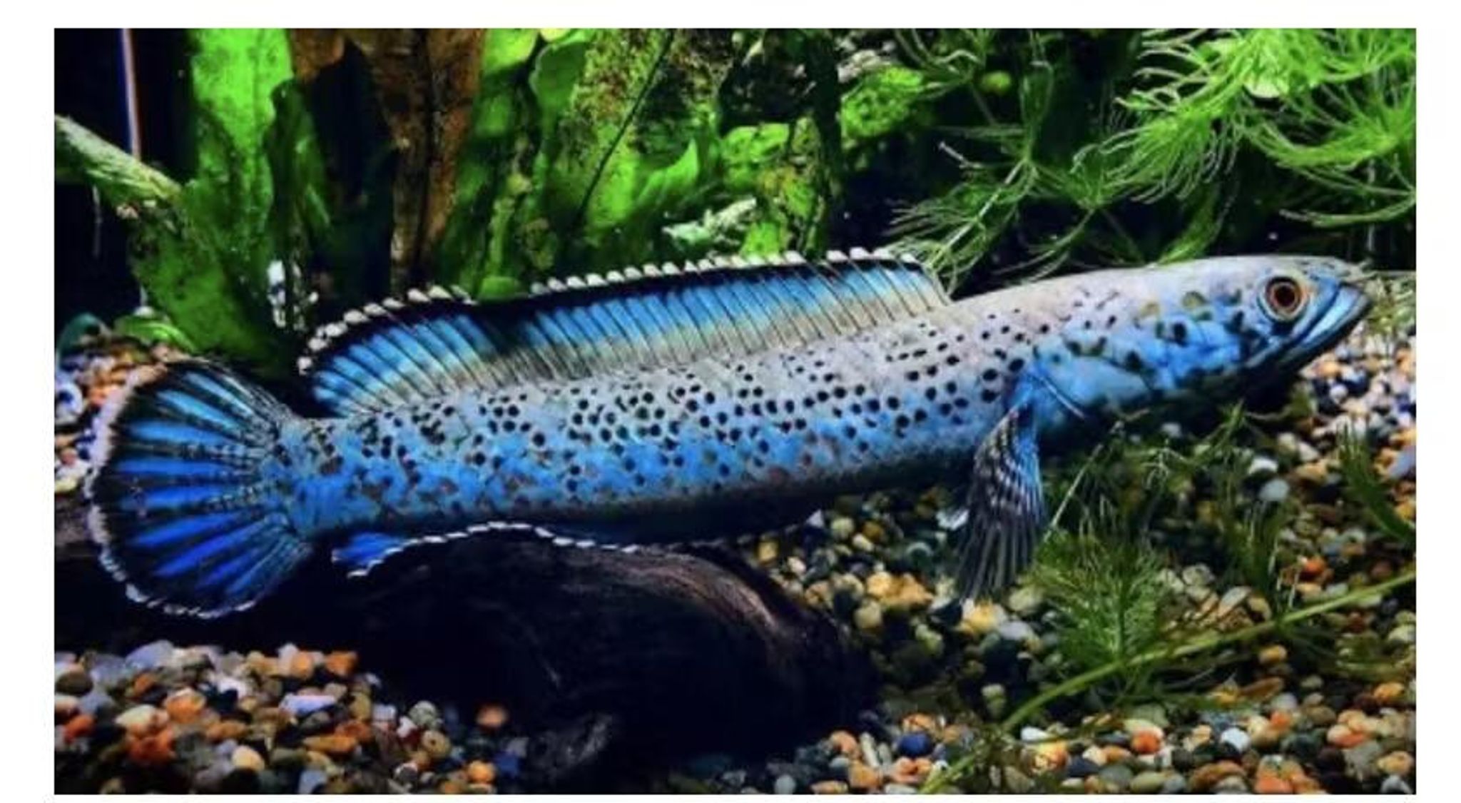 CHANNA RED MOZAIK / CHANNA SP. MEGHALAYA BLUE LEOPARD
