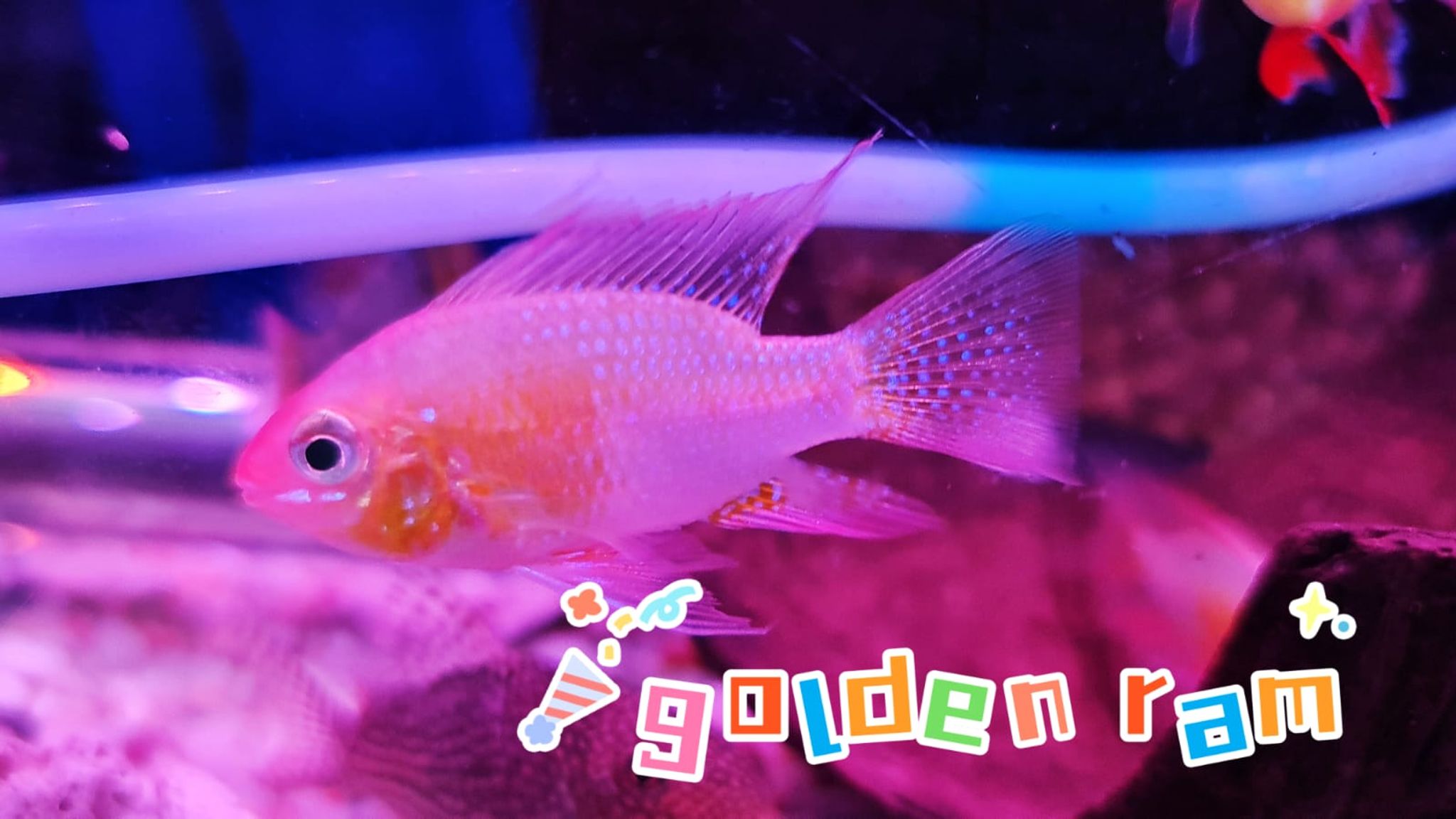 Golden Ram Cichlid