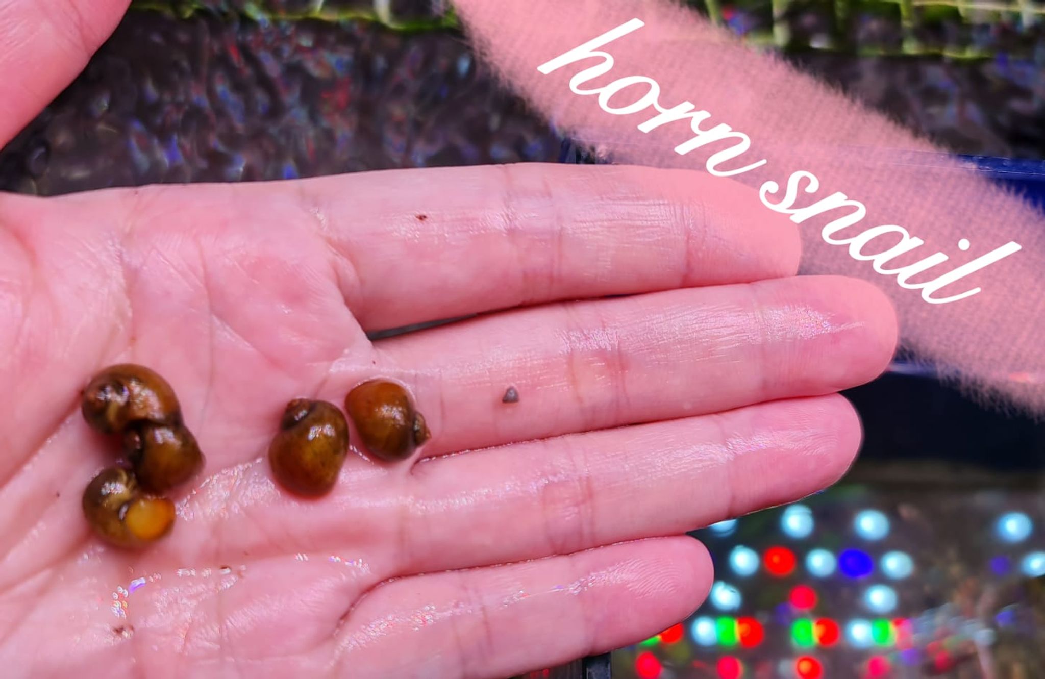 Horn Snail (5 pcs)
