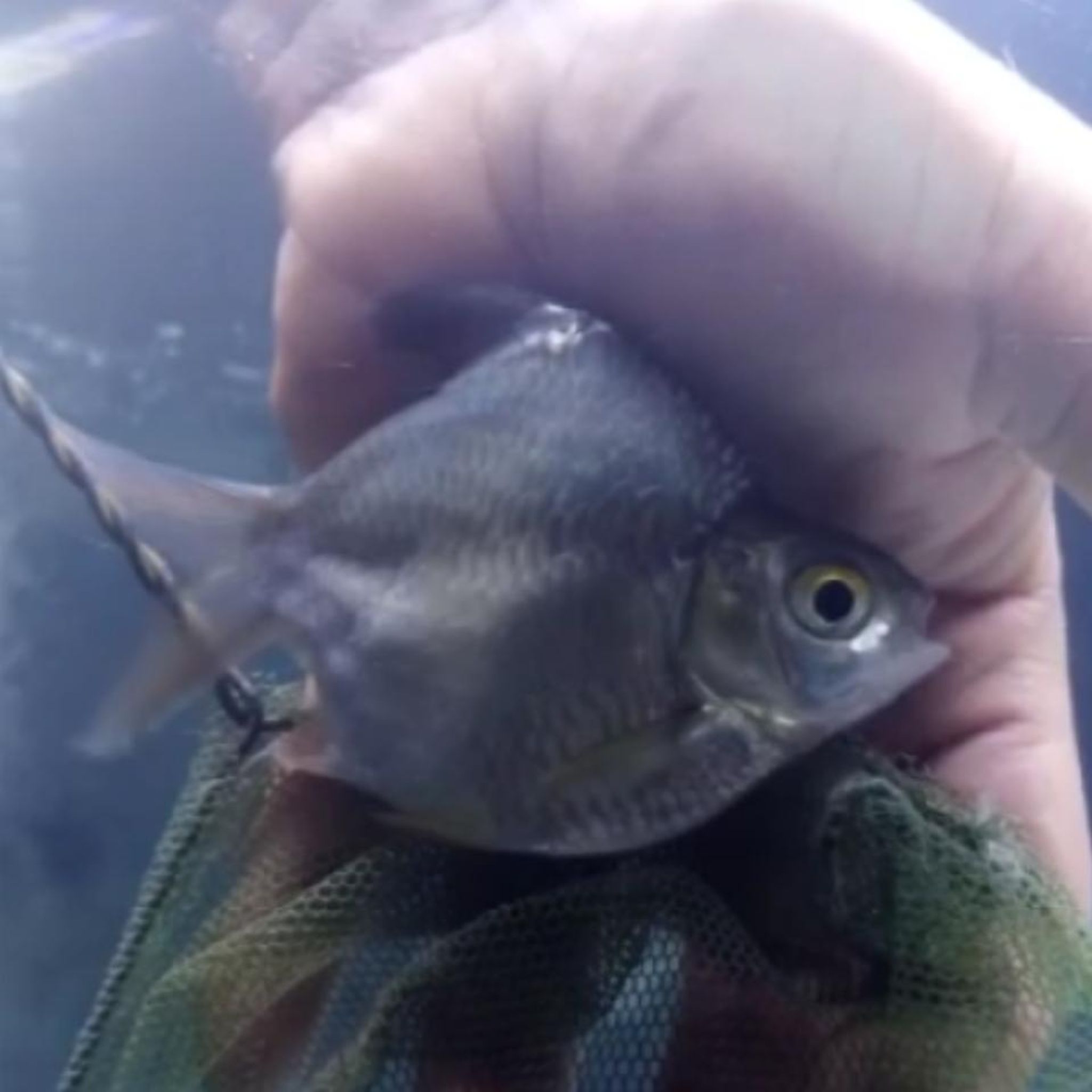 A Grade Shortbody King Green Tin Foil Barb (4 inch)